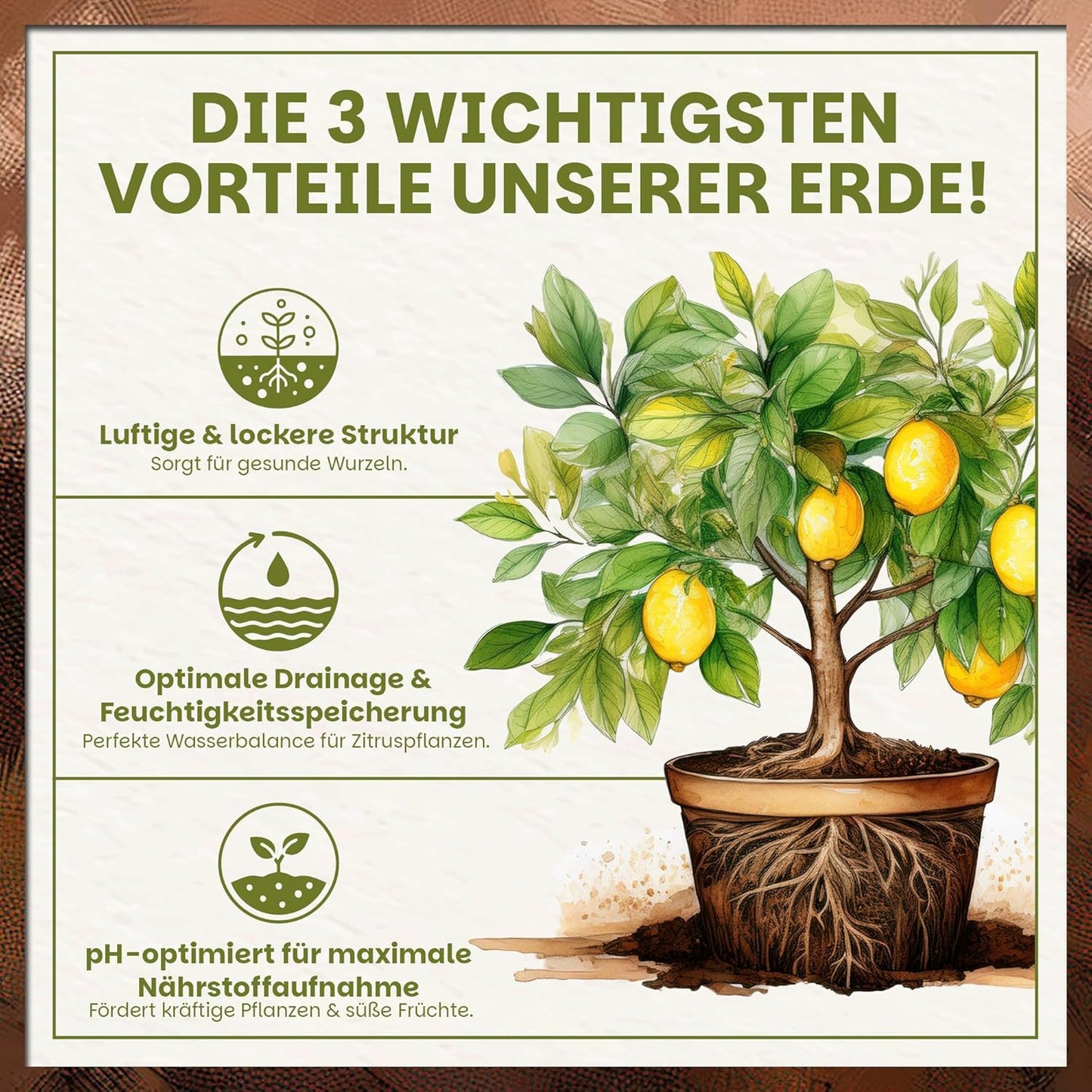 Darstellung der drei wichtigsten Vorteile der Green Home Zitruserde mit Illustration eines Zitronenbaums und Hinweisen zu lockerer Struktur, optimaler Drainage und pH-Optimierung.