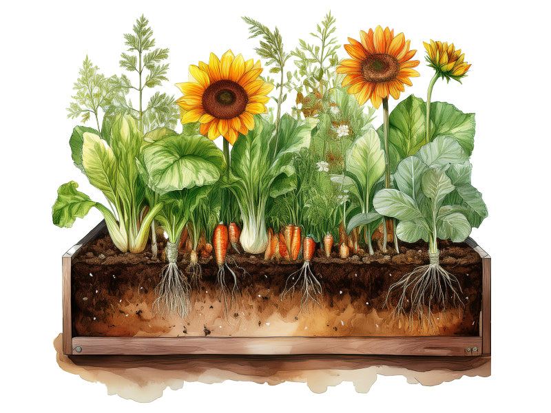 Schnittdarstellung eines Hochbeets mit lockerer Hochbeeterde, kräftigen Wurzeln und ausgewogenem Nährstoff- und Luft-Wasser-Verhältnis
