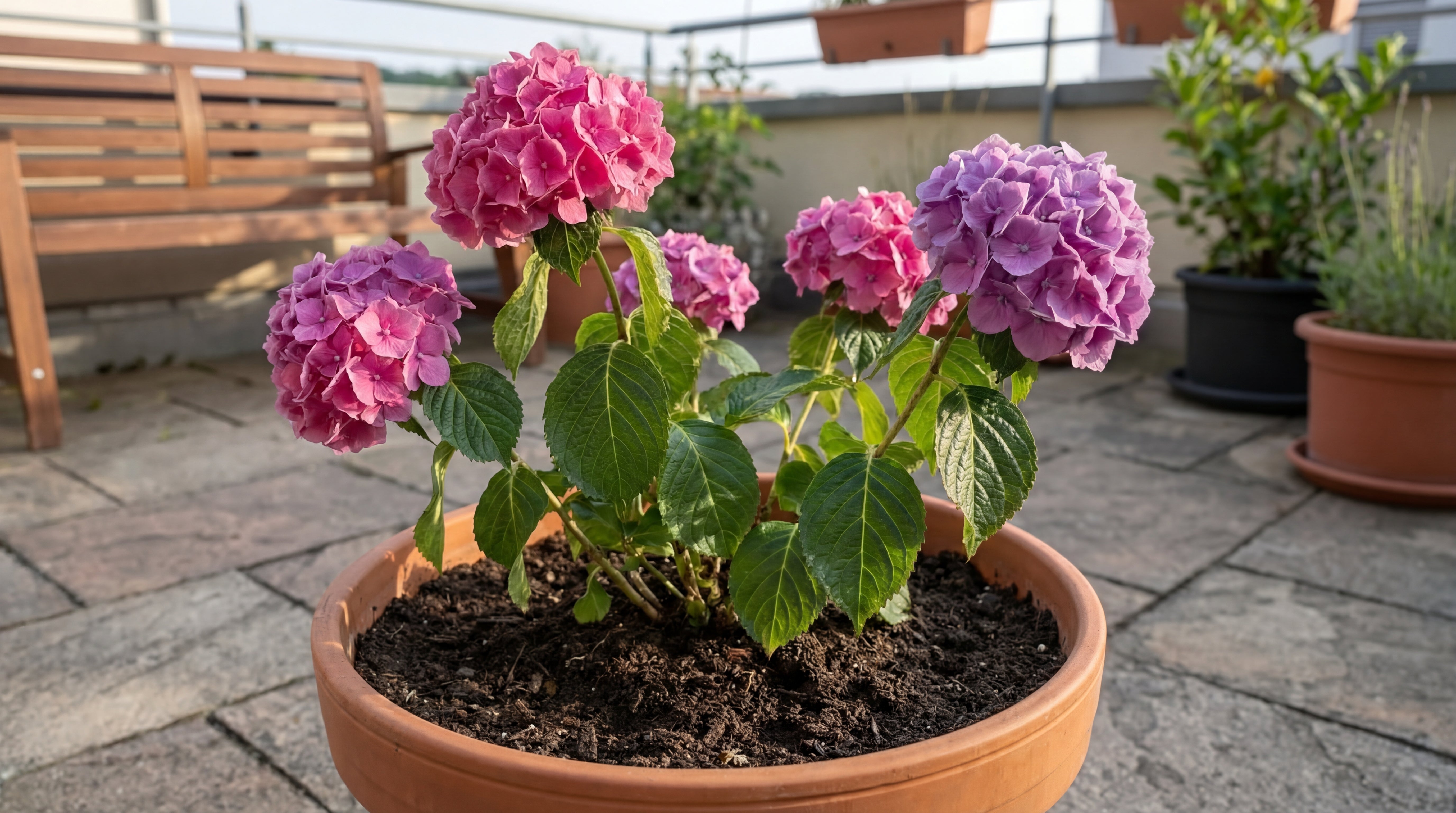 Gesunde, kräftige Hortensie mit frischen Blüten in nährstoffreicher Blumenerde