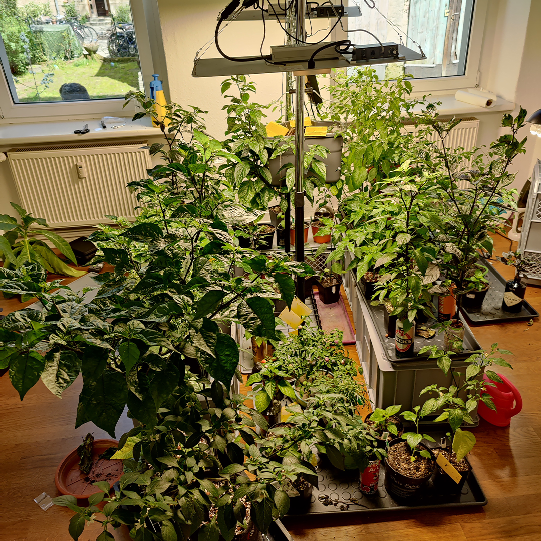 Pflanzenzucht im Innenraum mit nährstoffreicher Erde und gezielter Düngung