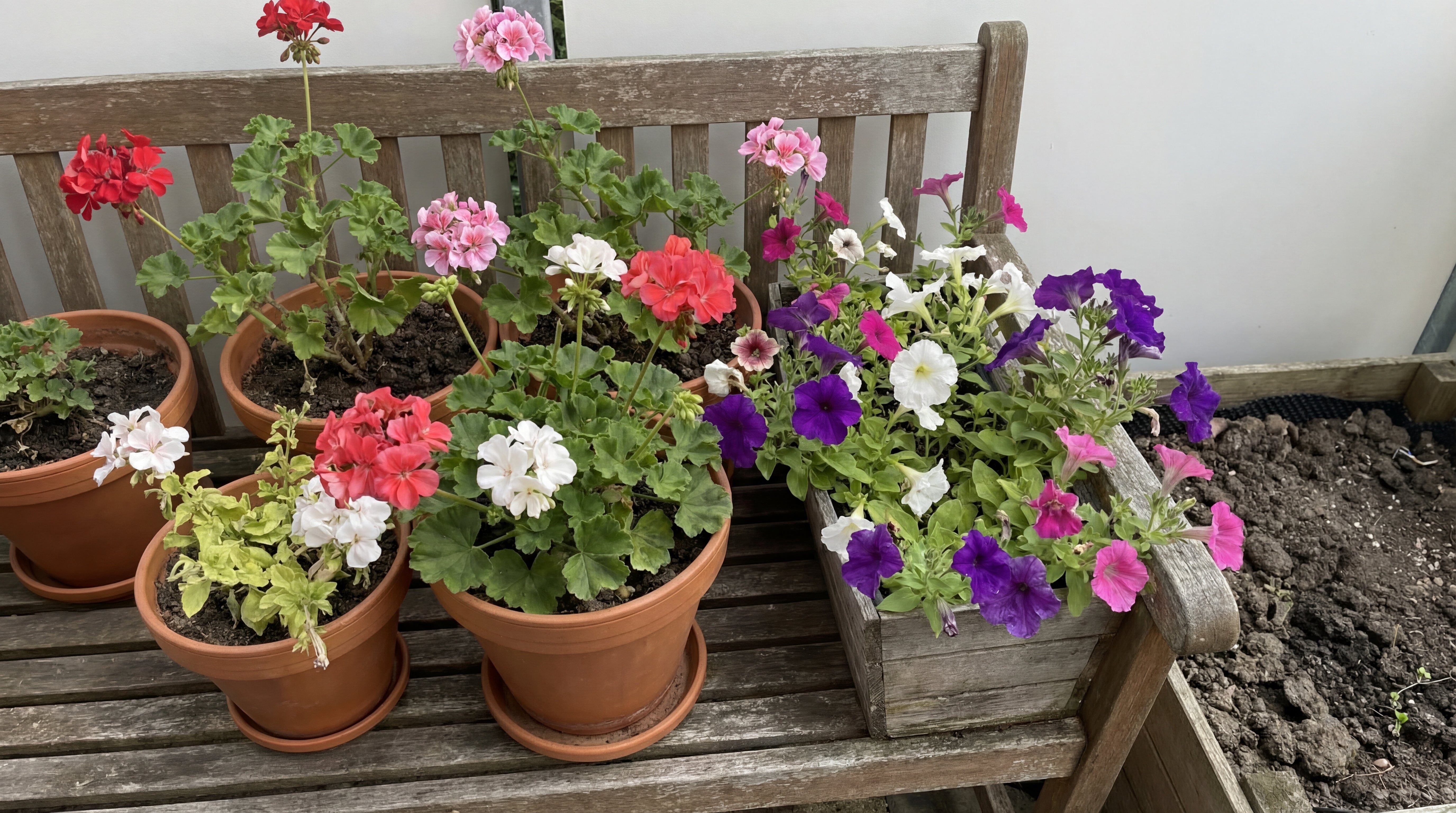 Gesunde blühende Balkonpflanzen nach Anwendung von Green Home Blumenerde und Dünger