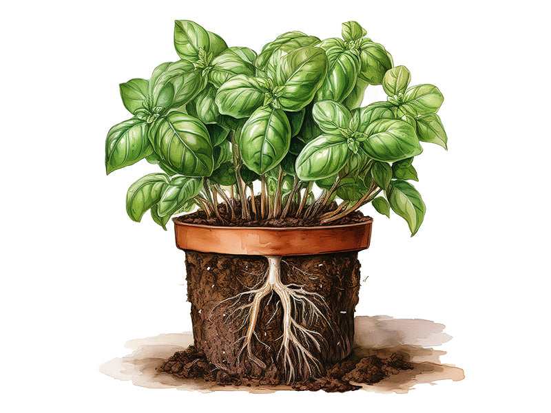 Illustration eines Kräutertopfs mit sichtbarem Wurzelwerk zur Darstellung gesunder Wurzelentwicklung