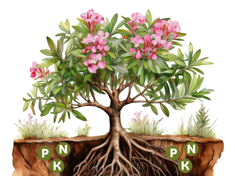 Illustrierte mediterrane Pflanze mit sichtbarem Wurzelsystem und Darstellung von Nährstoffen im Boden