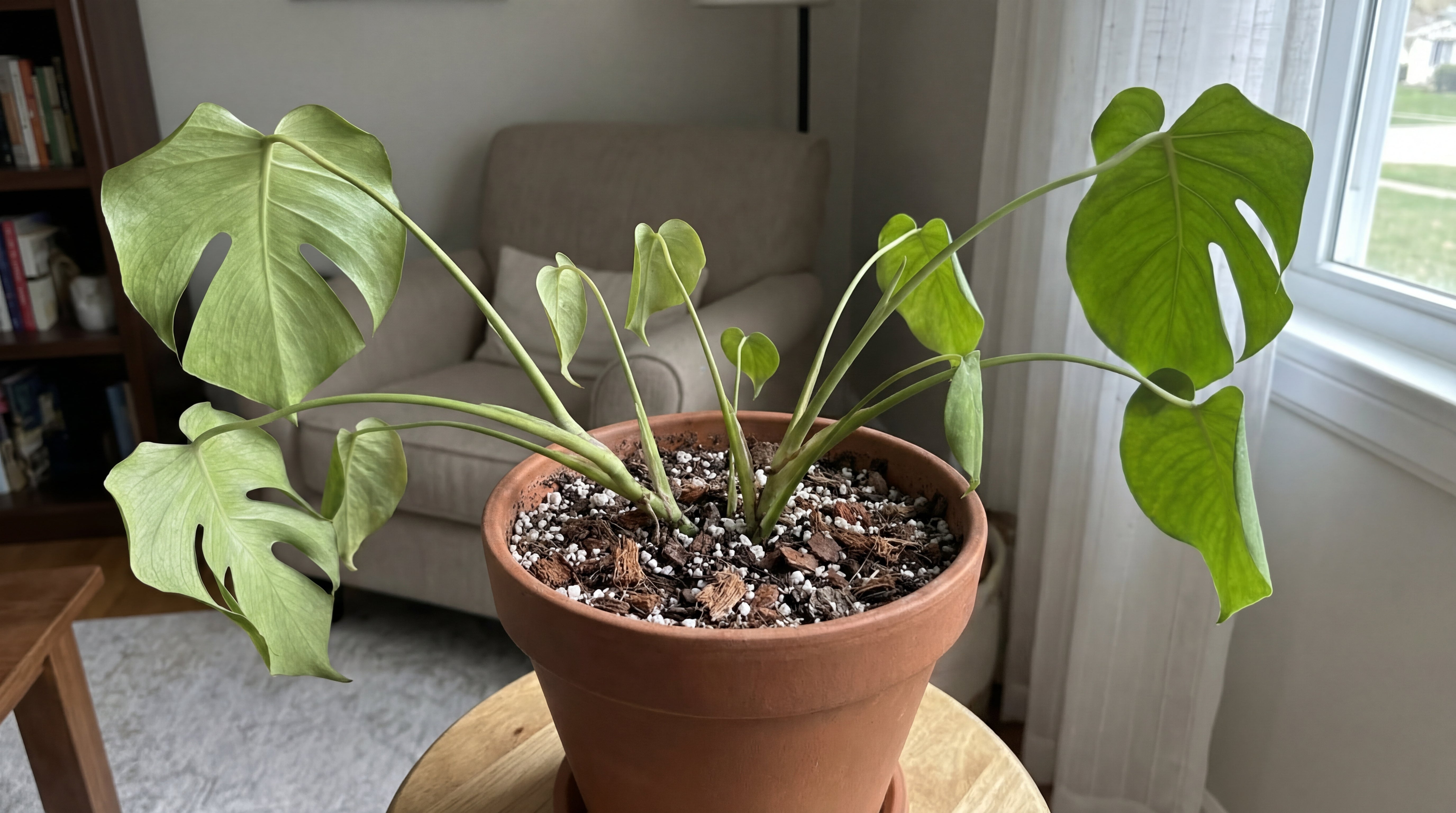 Vitalere Monstera in lockerer, strukturstabiler Spezialerde mit sichtbarer Perlite und Rindenanteilen als Positivbeispiel.