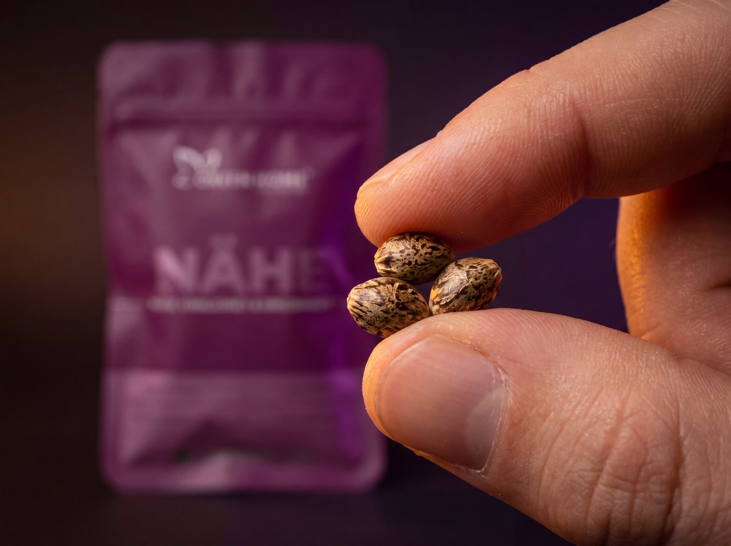 Drei Royal Kush Auto Cannabis Samen in Nahaufnahme – Premium Indica-Genetik