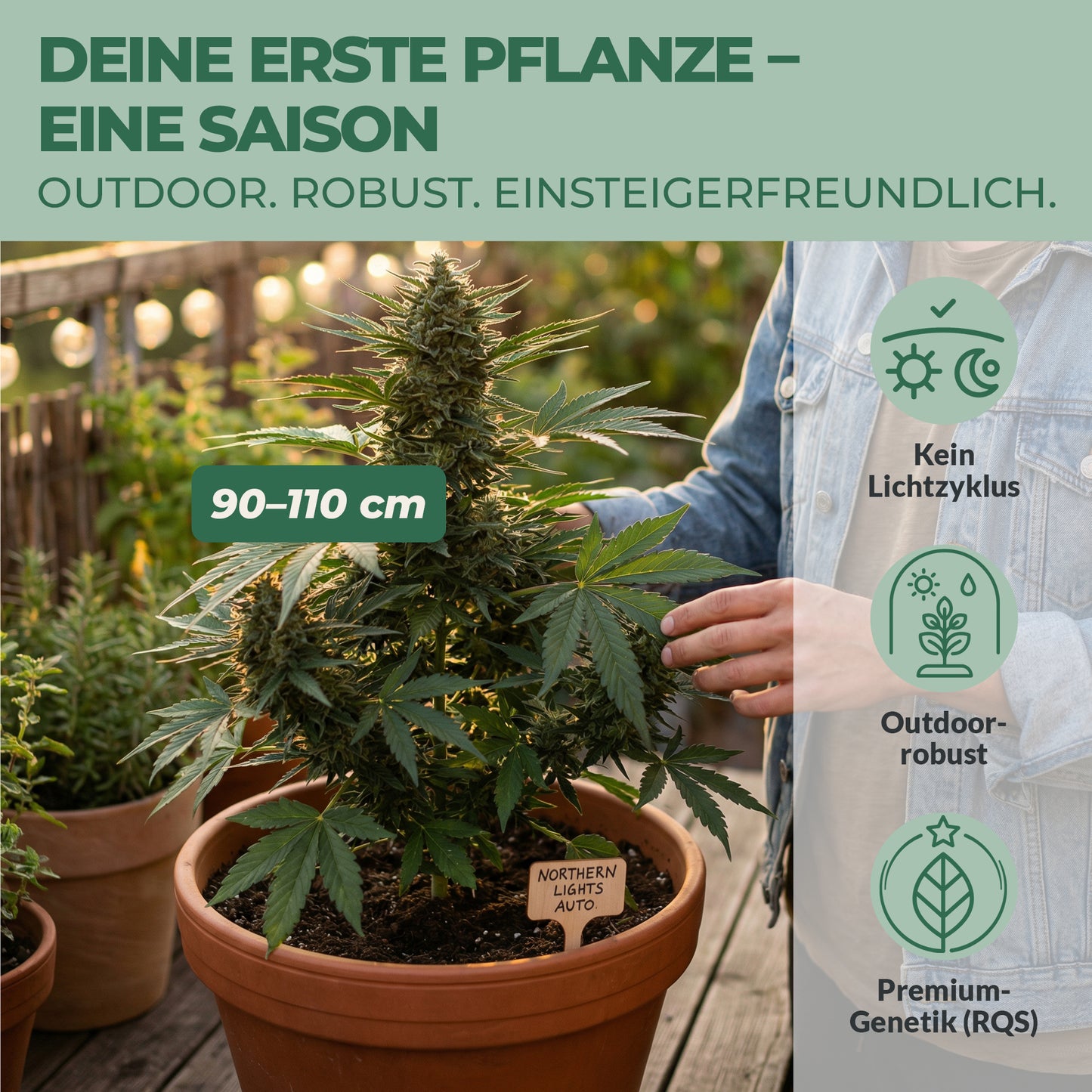 Northern Lights Auto Cannabis Pflanze im Topf auf Balkon – 90 bis 110 cm kompakt