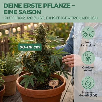 Northern Lights Auto Cannabis Pflanze im Topf auf Balkon – 90 bis 110 cm kompakt