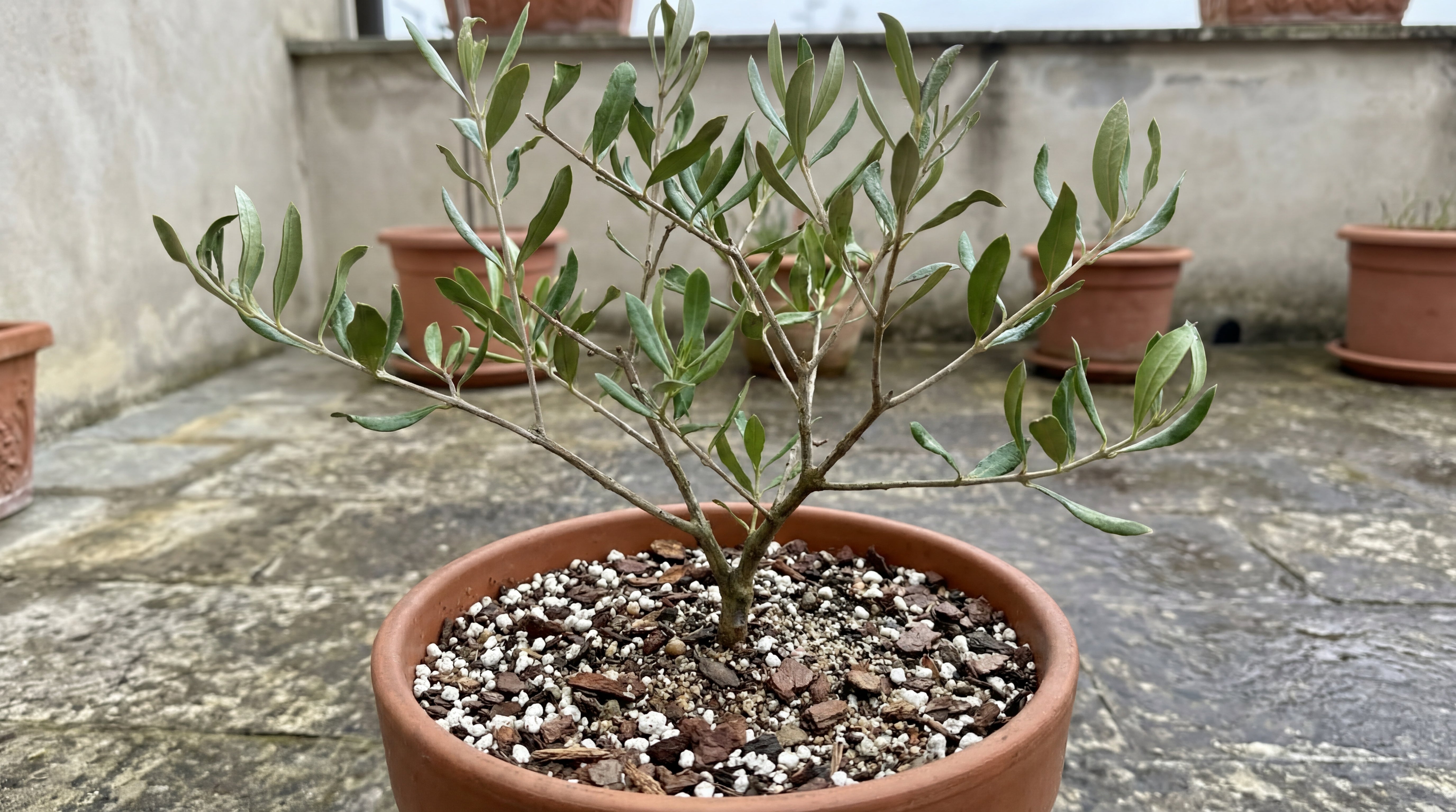 Olivenbaum im Topf mit lockerem, gut durchlässigem Substrat aus groben und mineralischen Bestandteilen