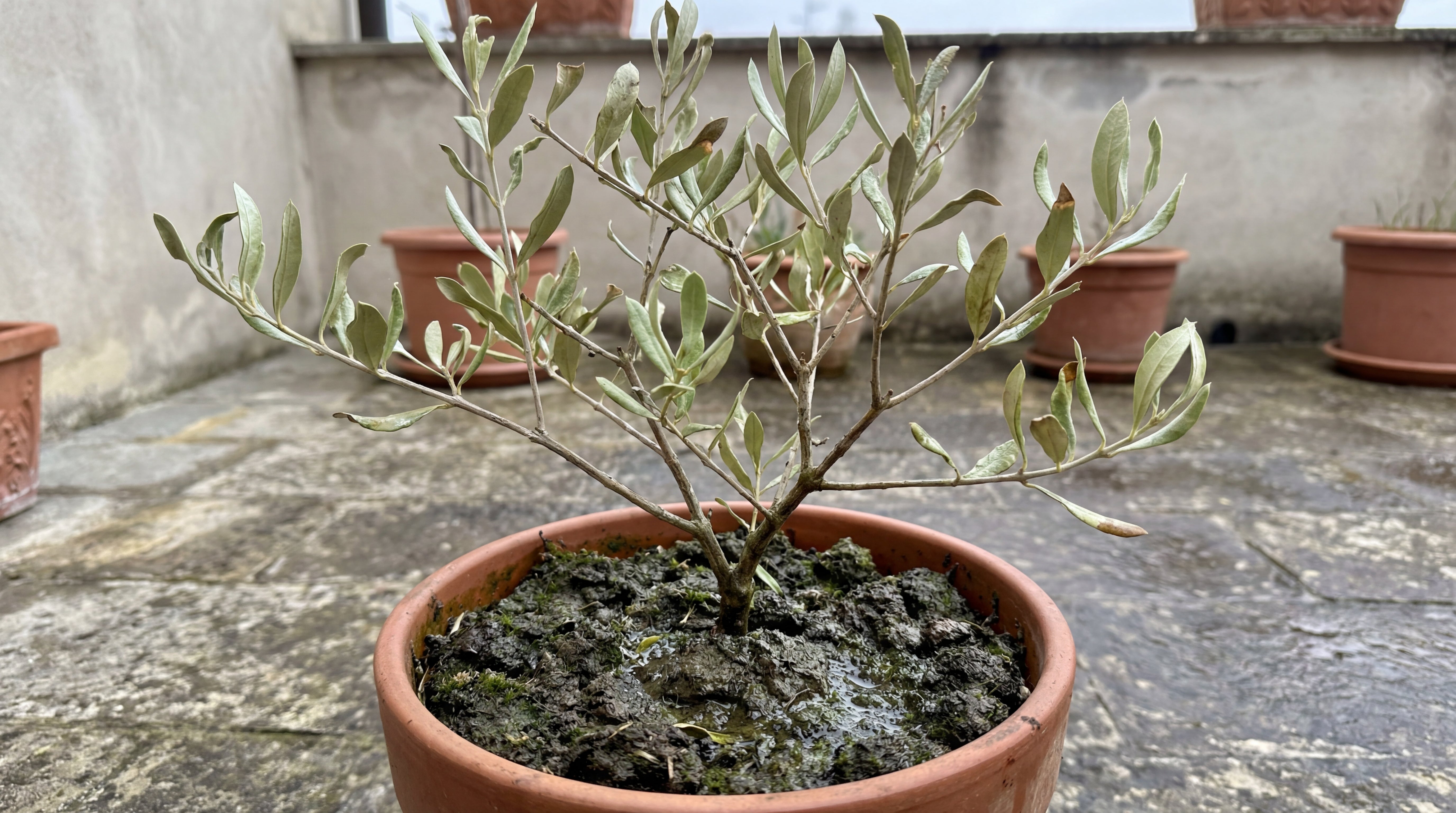 Olivenbaum im Topf mit stark verdichteter, nasser Erde und sichtbarer Staunässe