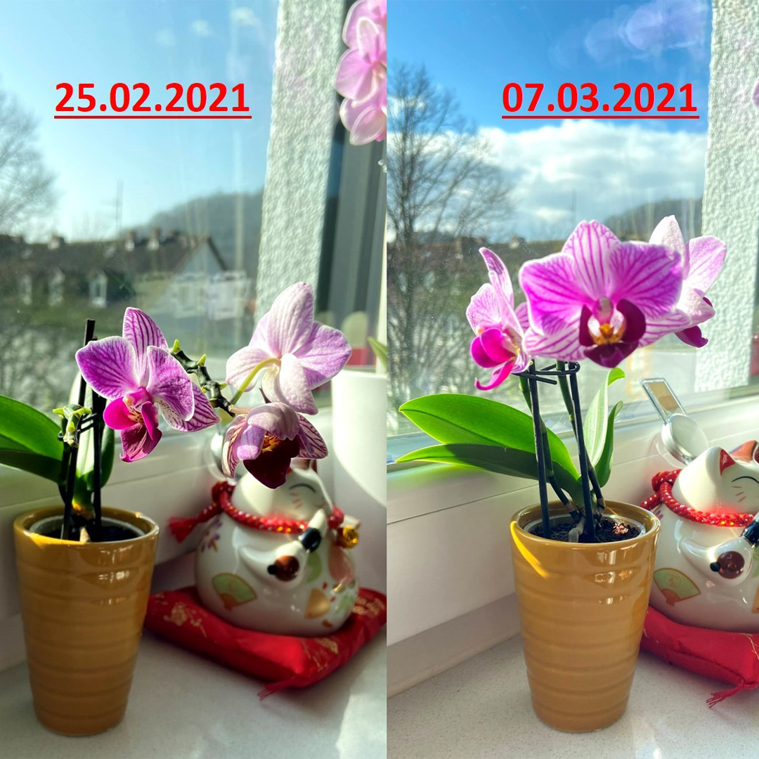 Vorher-Nachher-Vergleich einer Orchidee auf der Fensterbank, Wachstum und Blütenentwicklung über mehrere Wochen