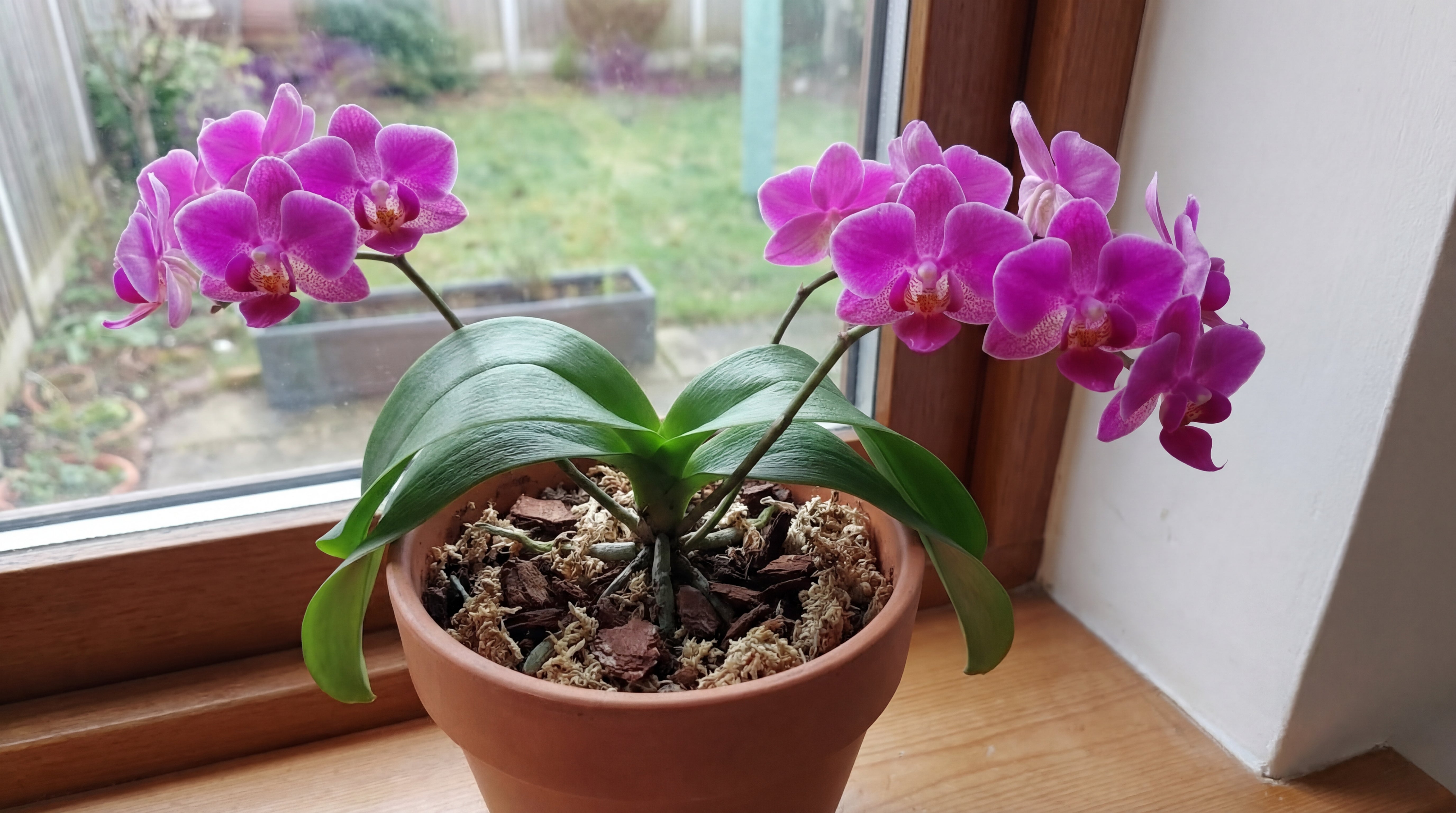 Gesunde, blühende Orchidee mit kräftigen rosa Blüten im Topf auf Fensterbank – erfolgreich regeneriert