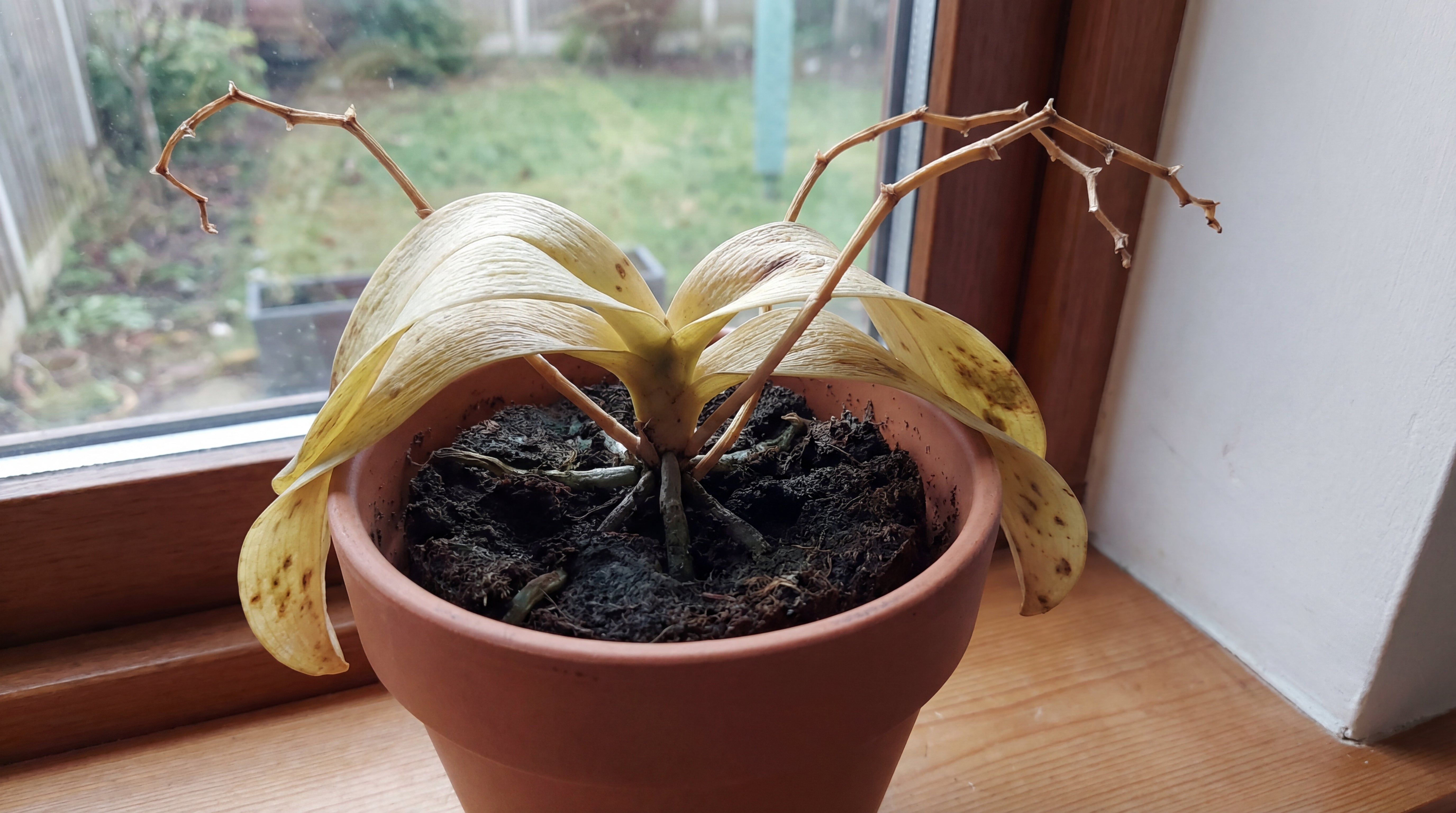 Geschwächte Orchidee mit gelben Blättern im Tontopf auf Fensterbank – Pflegebedürftiger Zustand vor Behandlung