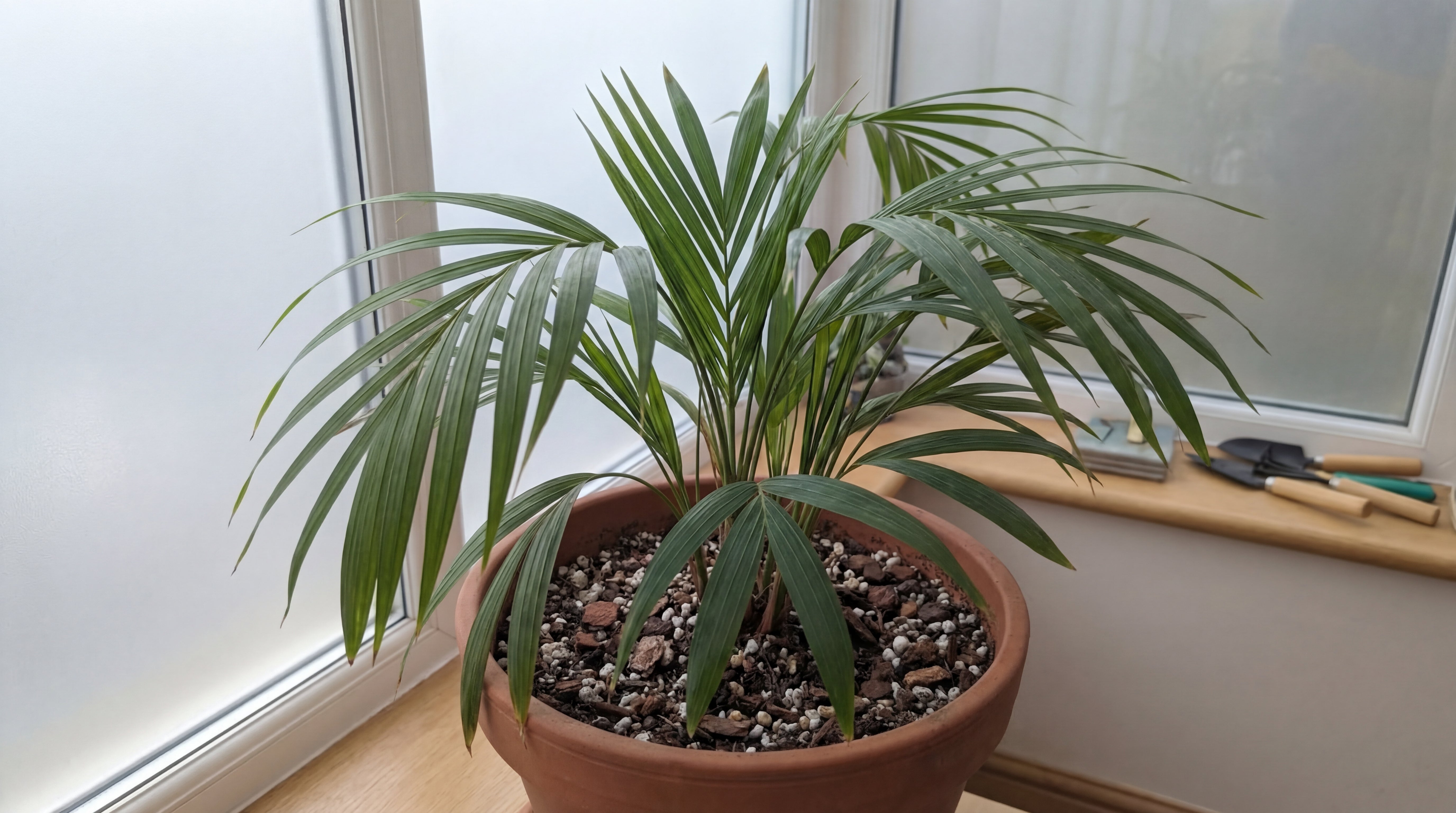 Erholte Zimmerpalme mit sattgrünen Blättern nach Umtopfen in luftige Palmenerde mit optimaler Nährstoffversorgung