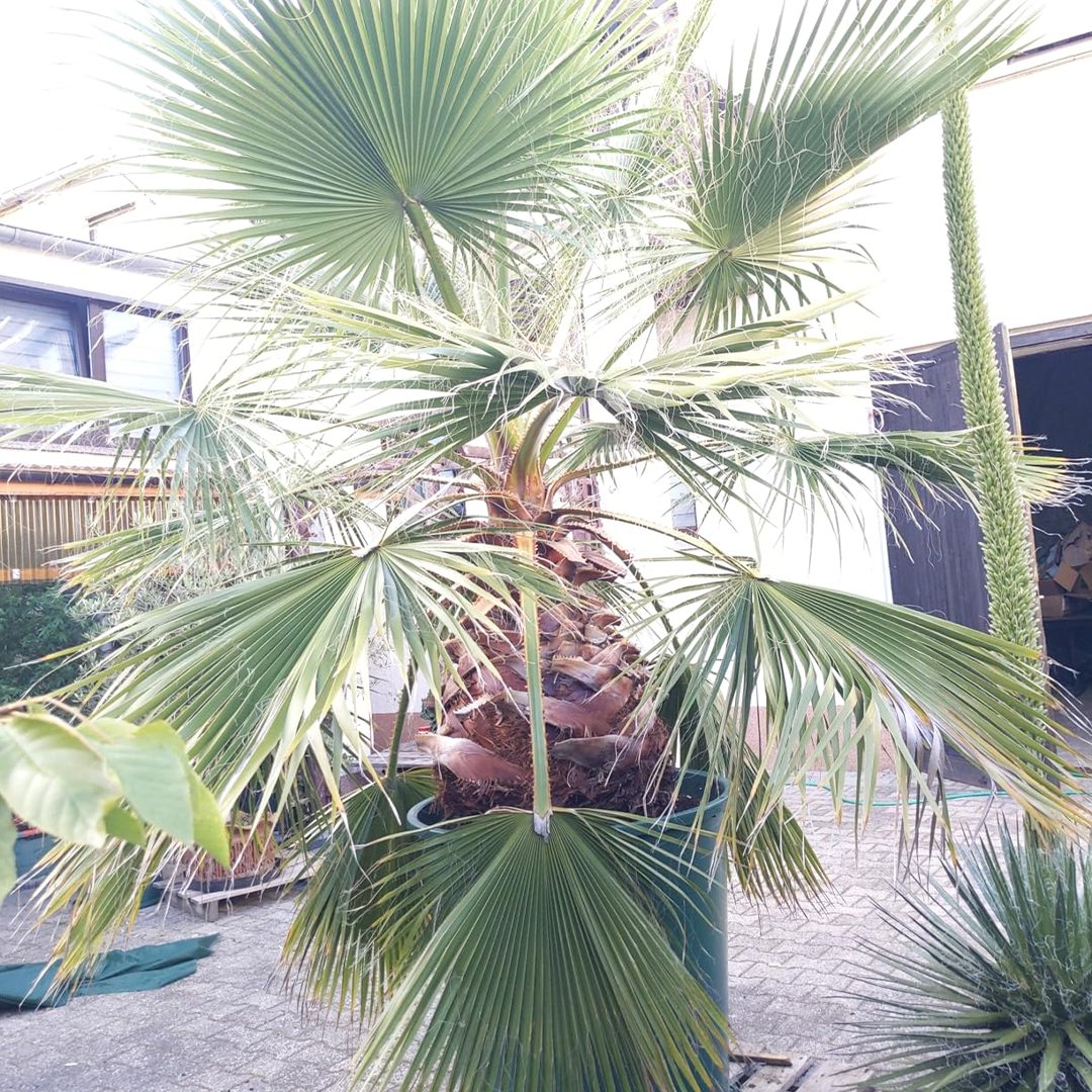 Große Outdoor-Palme im Kübel mit kräftigem Stamm und vitalen Wedeln – geeignet für Terrasse und Garten