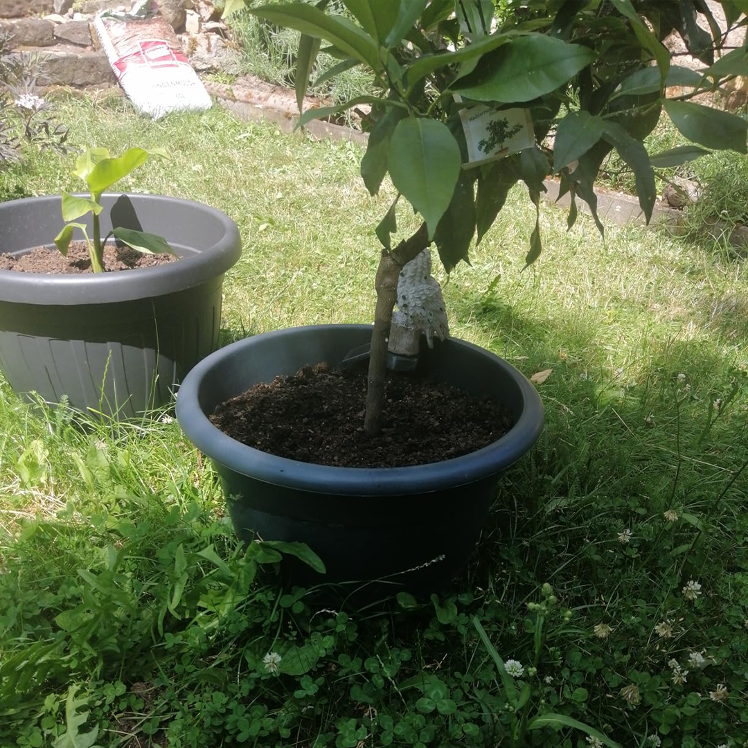 Eine gesunde Pflanze in einem Topf im Garten. Eingesetzt in die Green Home Erde