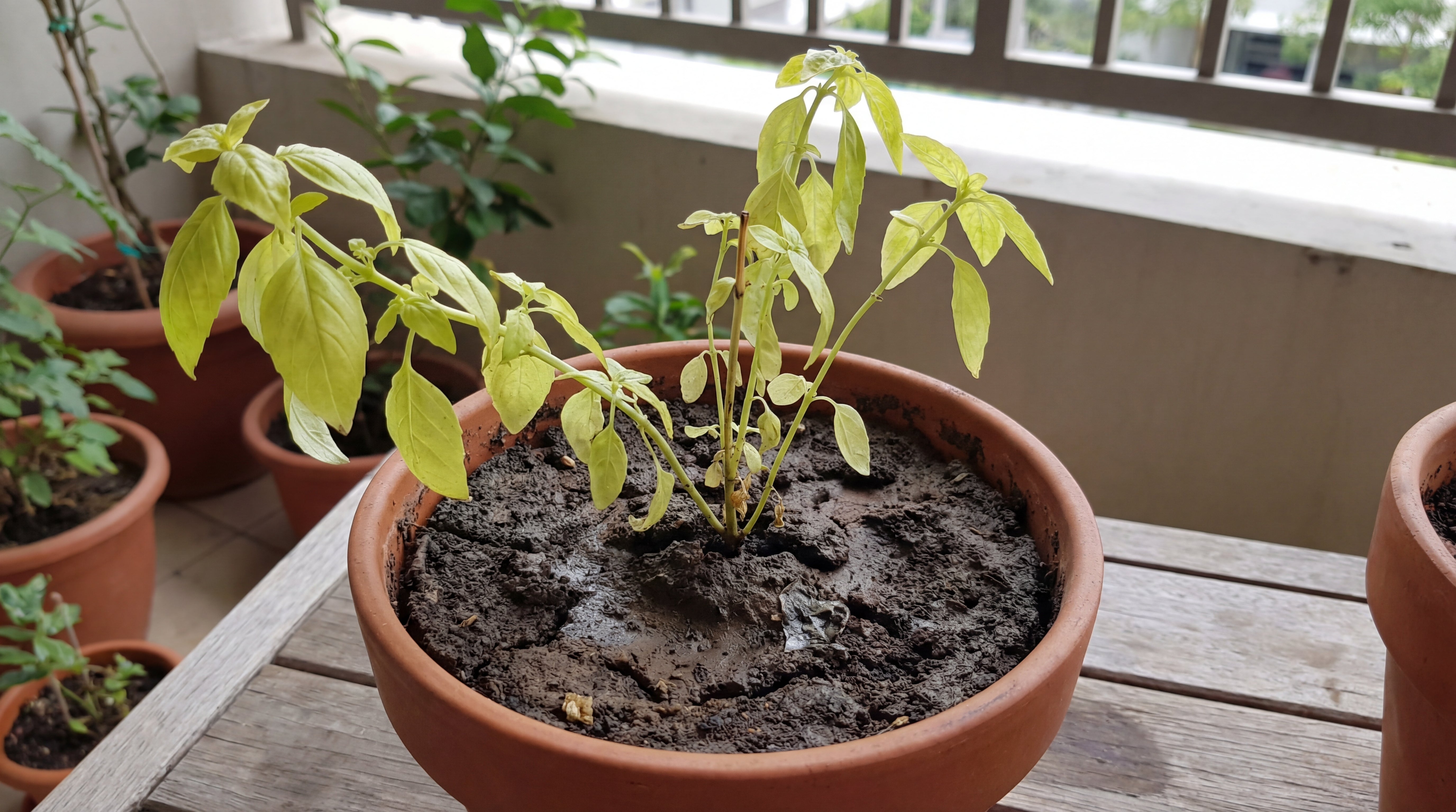 Geschwächte Topfpflanze mit Nährstoffmangel durch ungeeignete Blumenerde