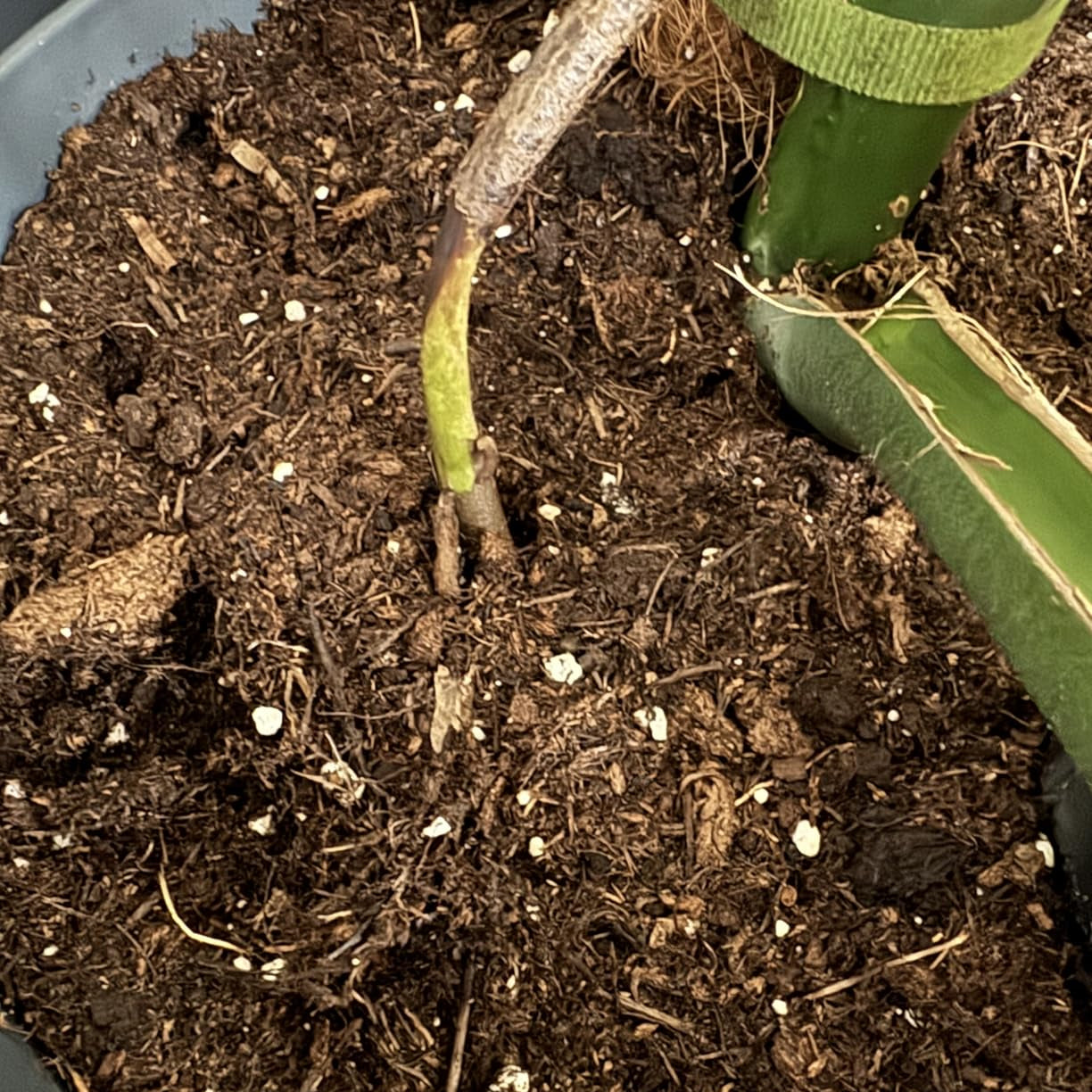 Pflanzenstamm in hochwertiger Erde mit stabiler Struktur und guter Feuchtigkeitsspeicherung im Topf