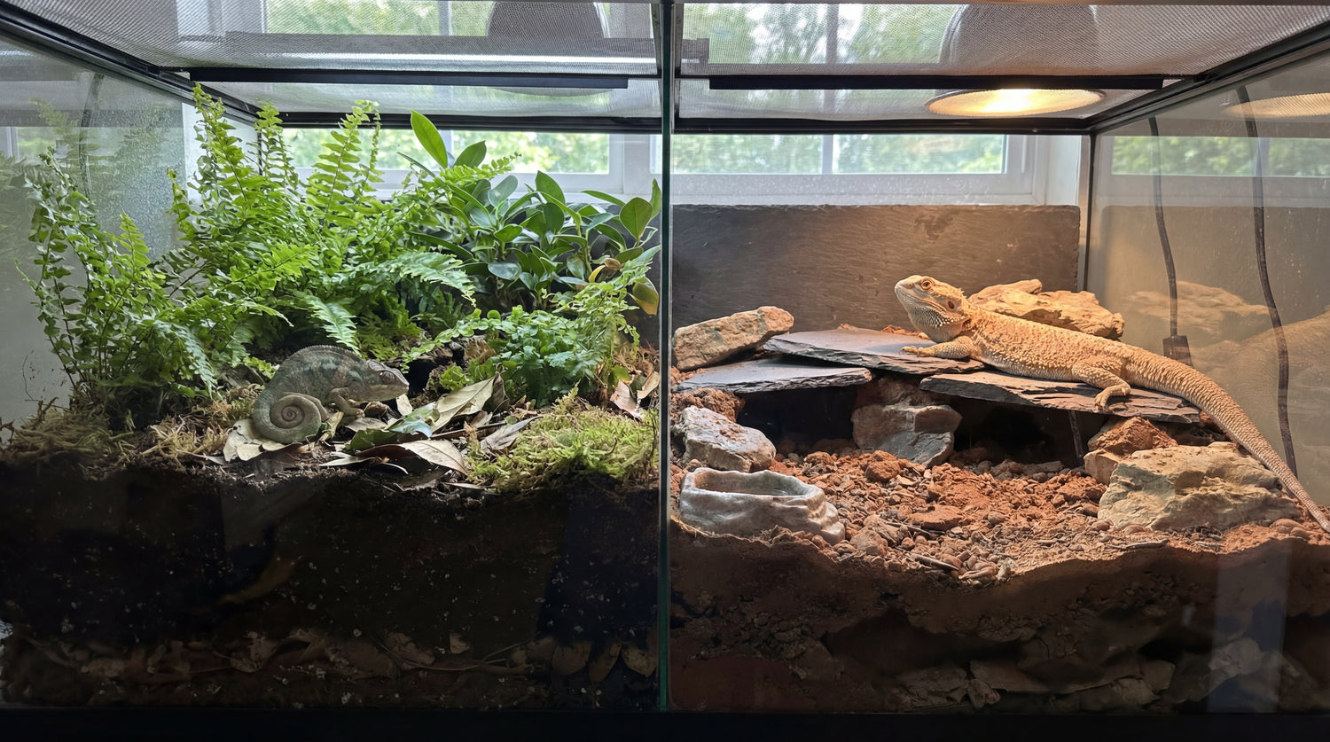 Reptilien-Terrarium mit bepflanzten Feucht- und Trockenbereichen auf strukturstabilem Substrat