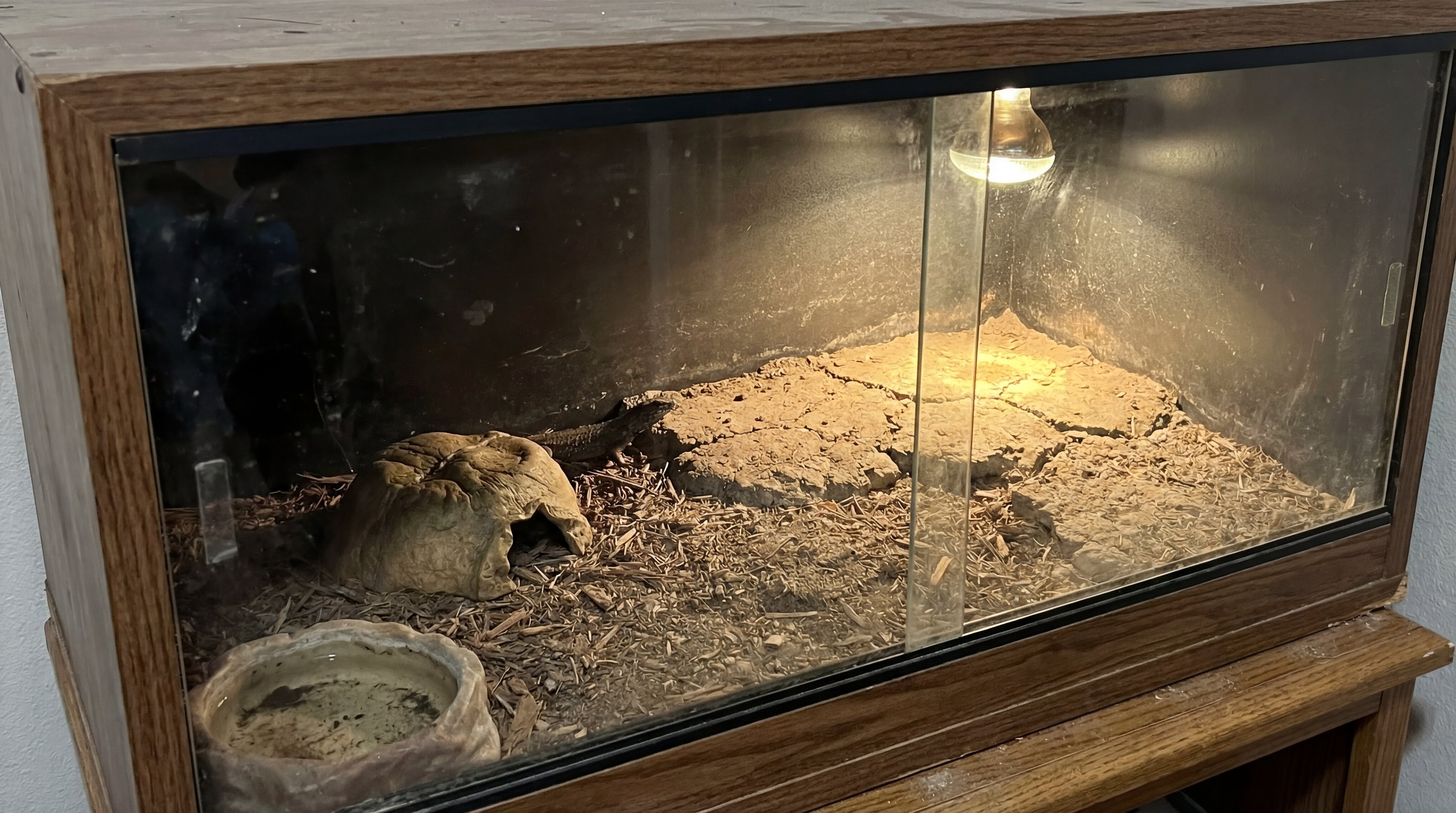 Reptiliengehege mit Laub, Holz und strukturstabilem Substrat für artgerechtes Verhalten