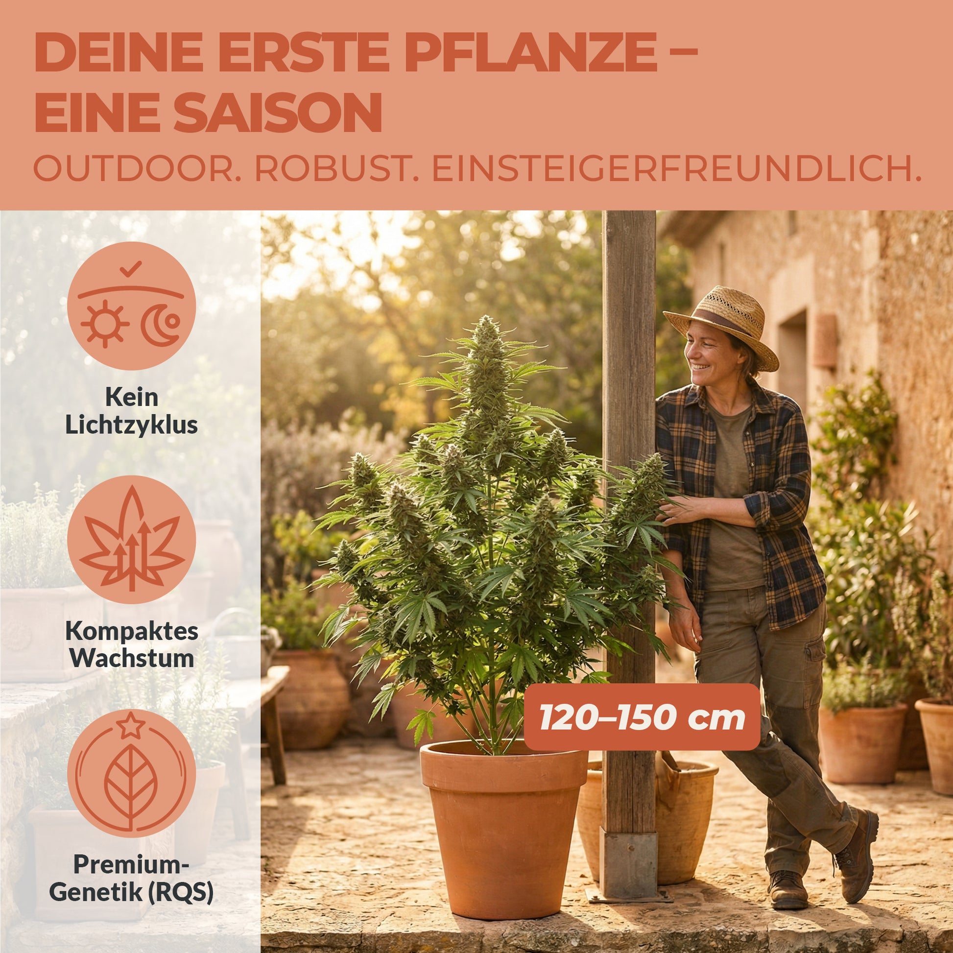 Royal Cheese Automatic Cannabis Pflanze im Garten – 120 bis 150 cm kompaktes Wachstum