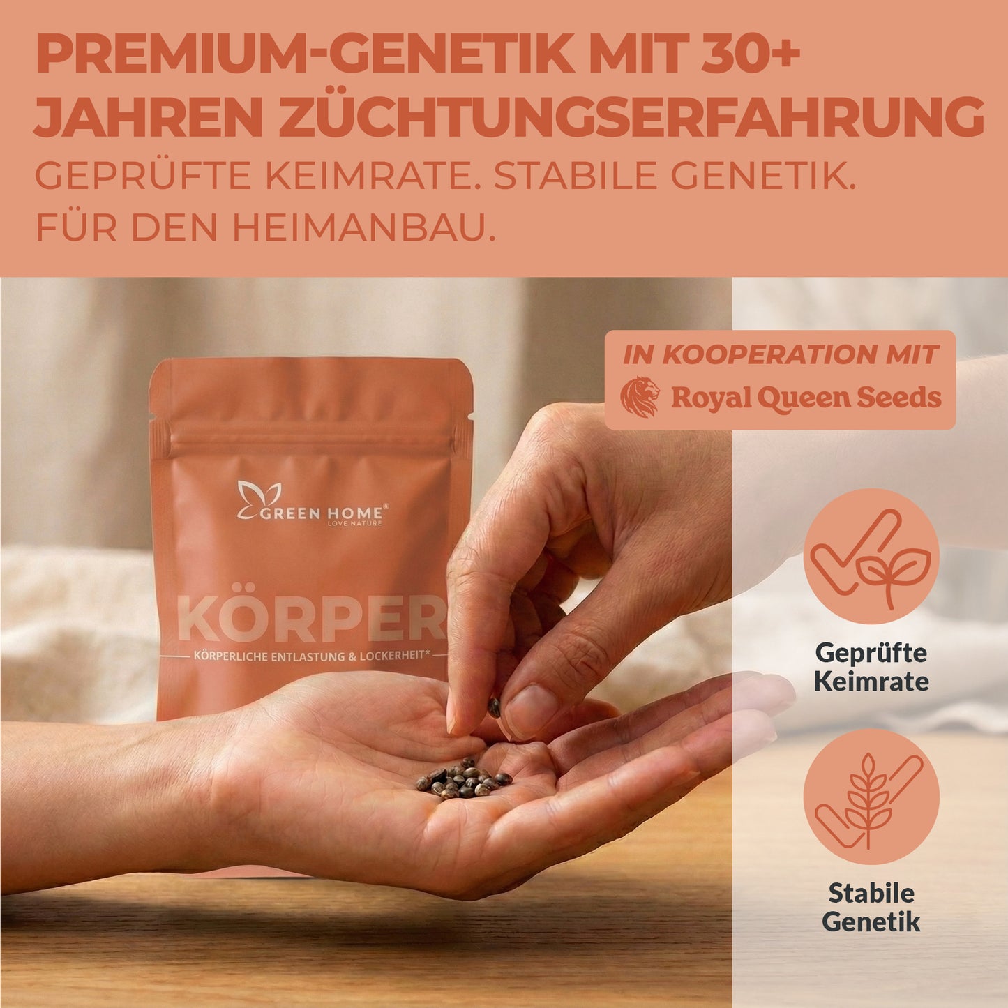 3 Royal Cheese Automatic Cannabis Samen von Royal Queen Seeds in Handfläche