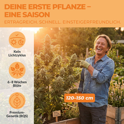 Royal Critical Automatic Cannabis Pflanze im Garten – 120 bis 150 cm ertragreich