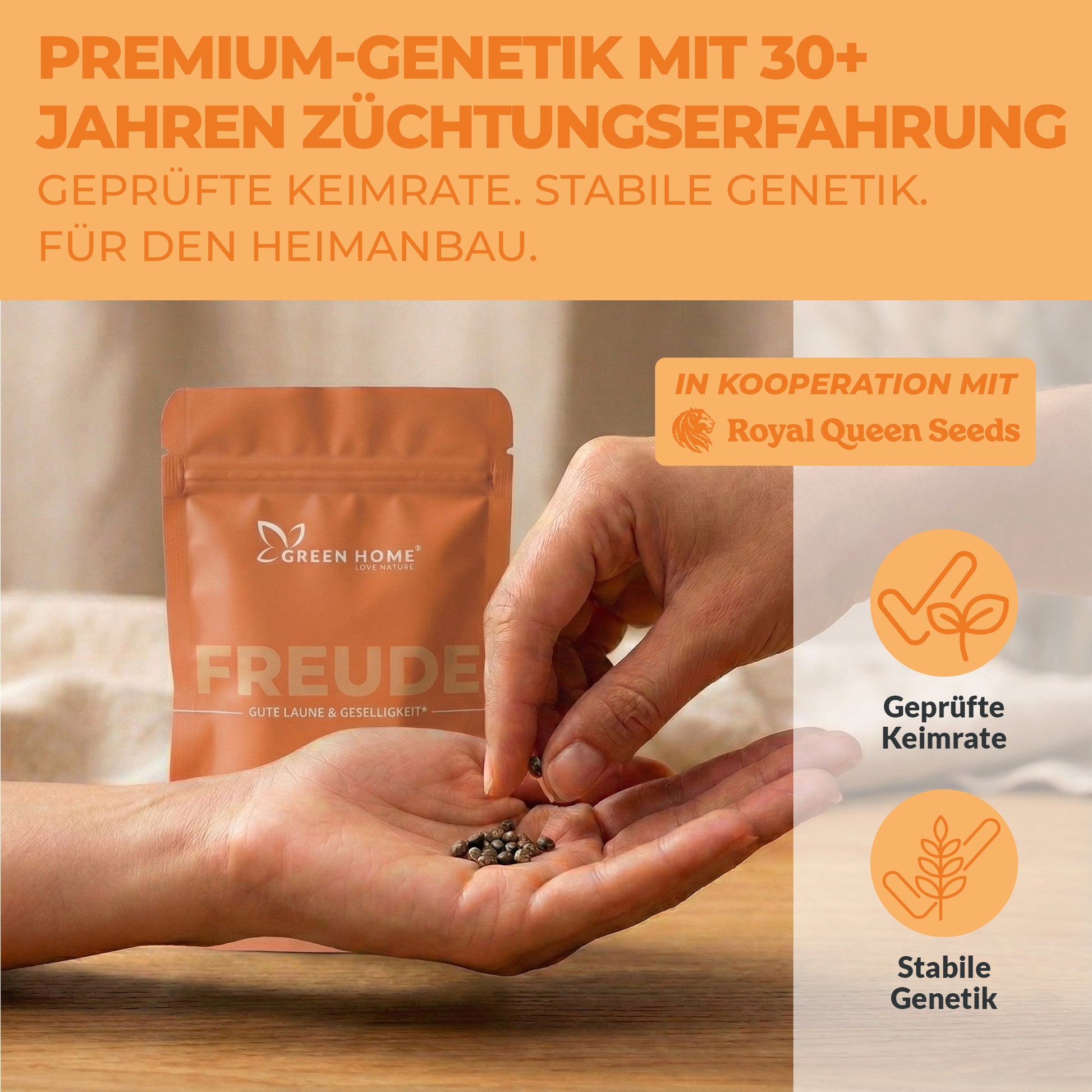 3 Royal Critical Automatic Cannabis Samen von Royal Queen Seeds in Handfläche