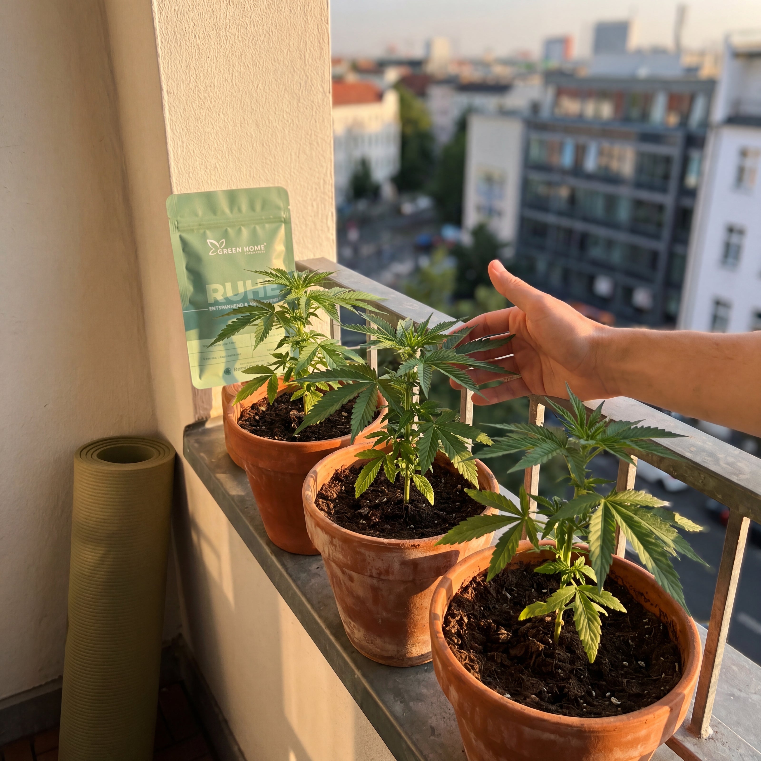 Drei kompakte Cannabis-Pflanzen auf Balkon mit Yogamatte und RUHE Verpackung