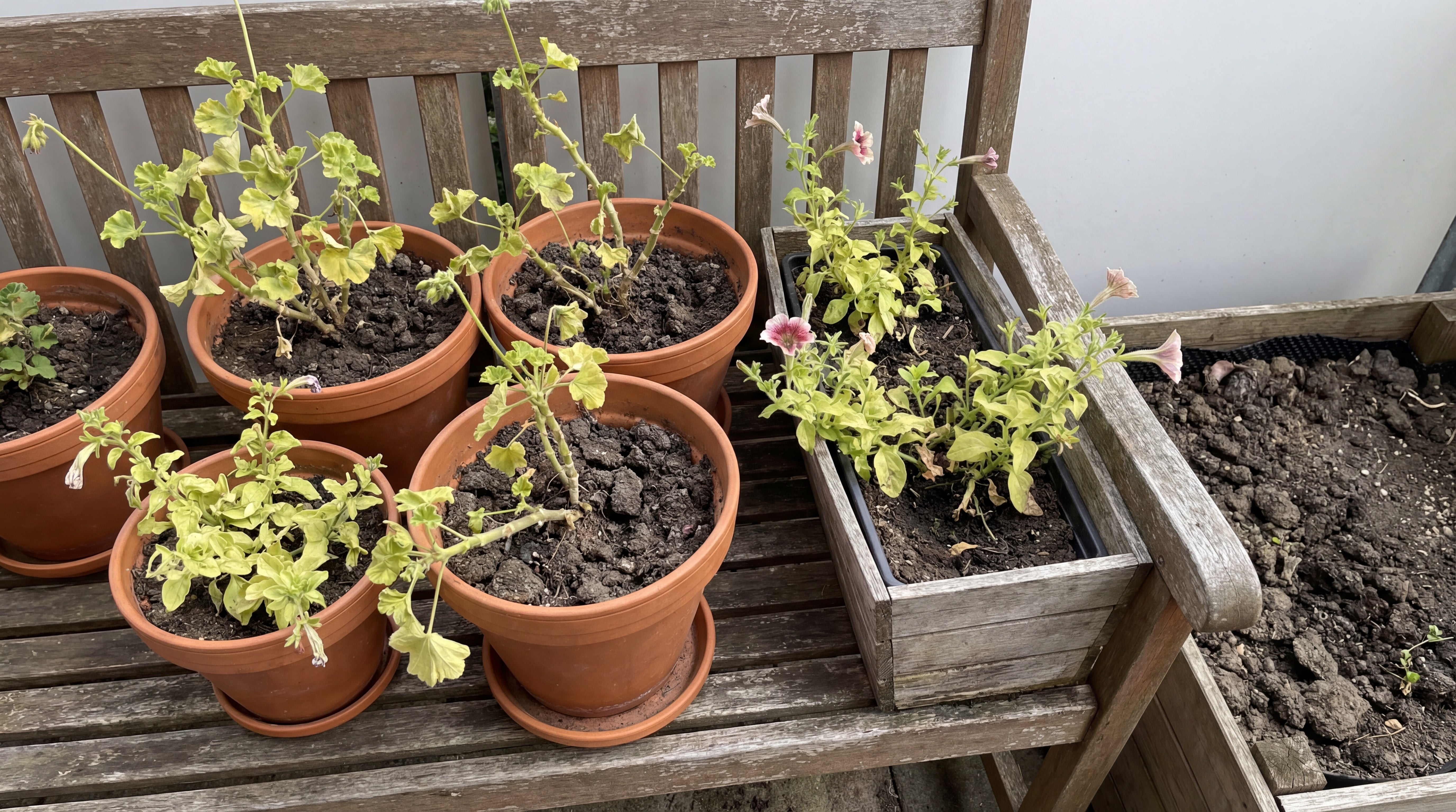 Geschwächte Topfpflanzen vor der Pflege mit nährstoffreicher Blumenerde