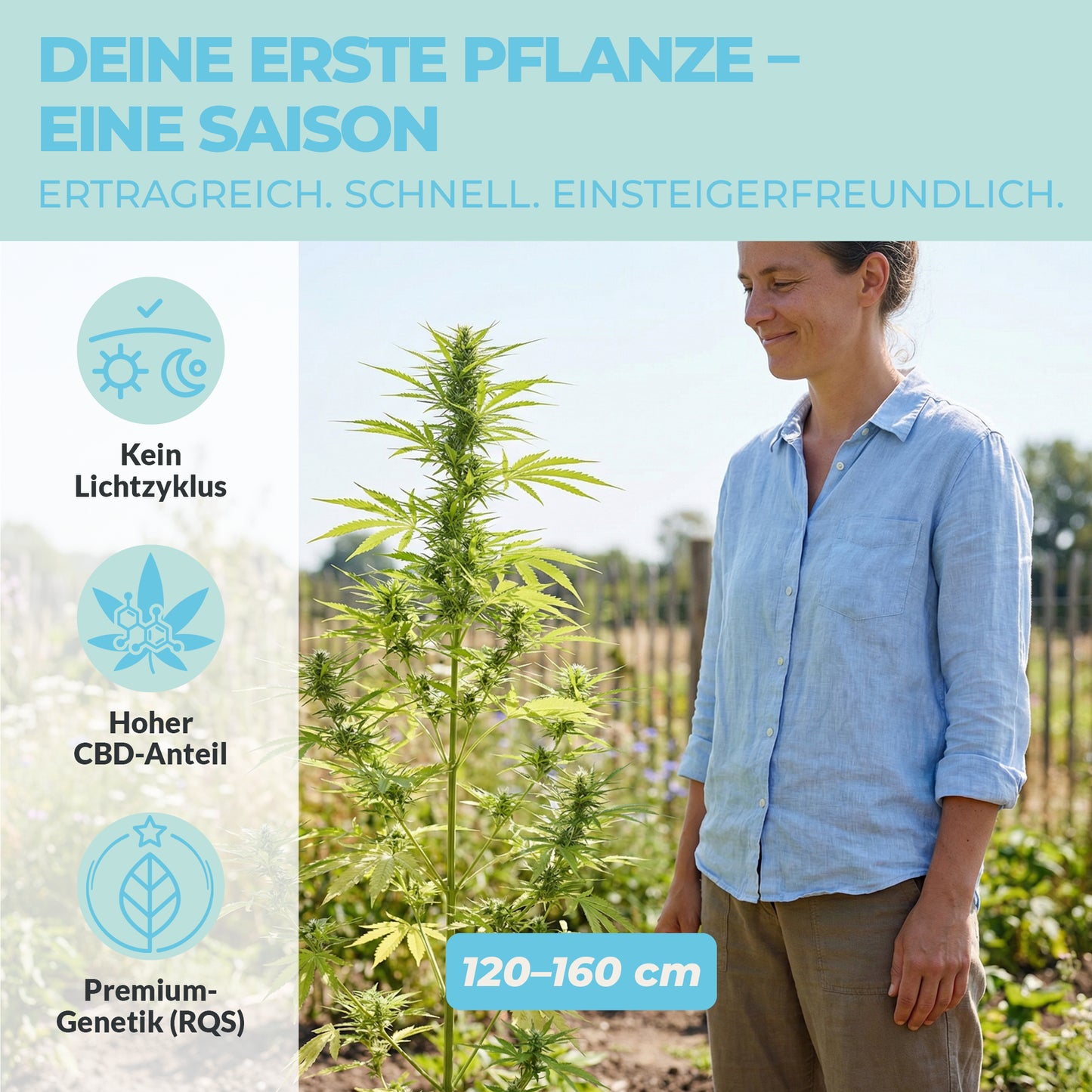 Stress Killer CBD Cannabis Pflanze im Garten – 120 bis 160 cm hoher CBD-Anteil