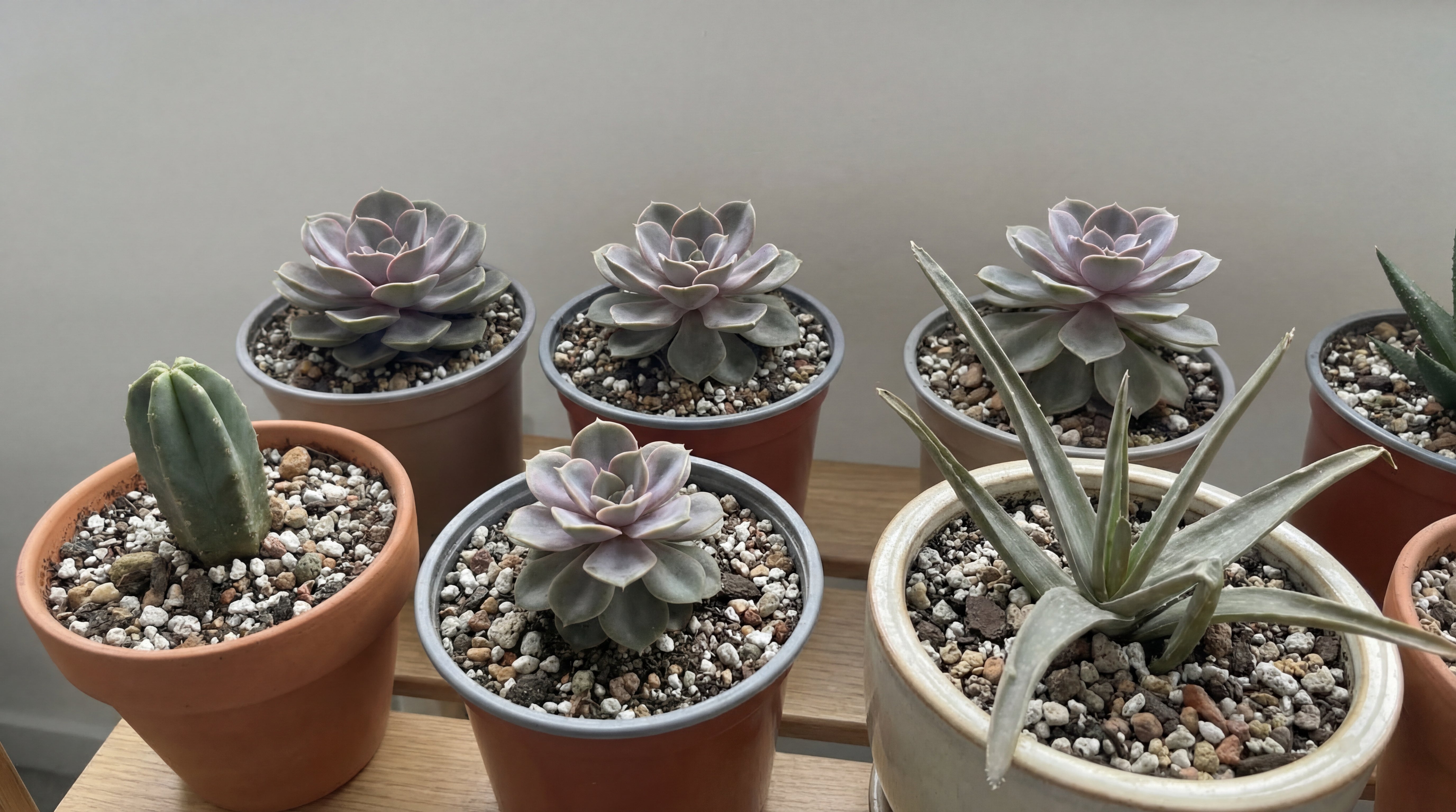 Mehrere Sukkulenten in Töpfen mit lockerem, mineralischem Substrat aus Kies und Perlit