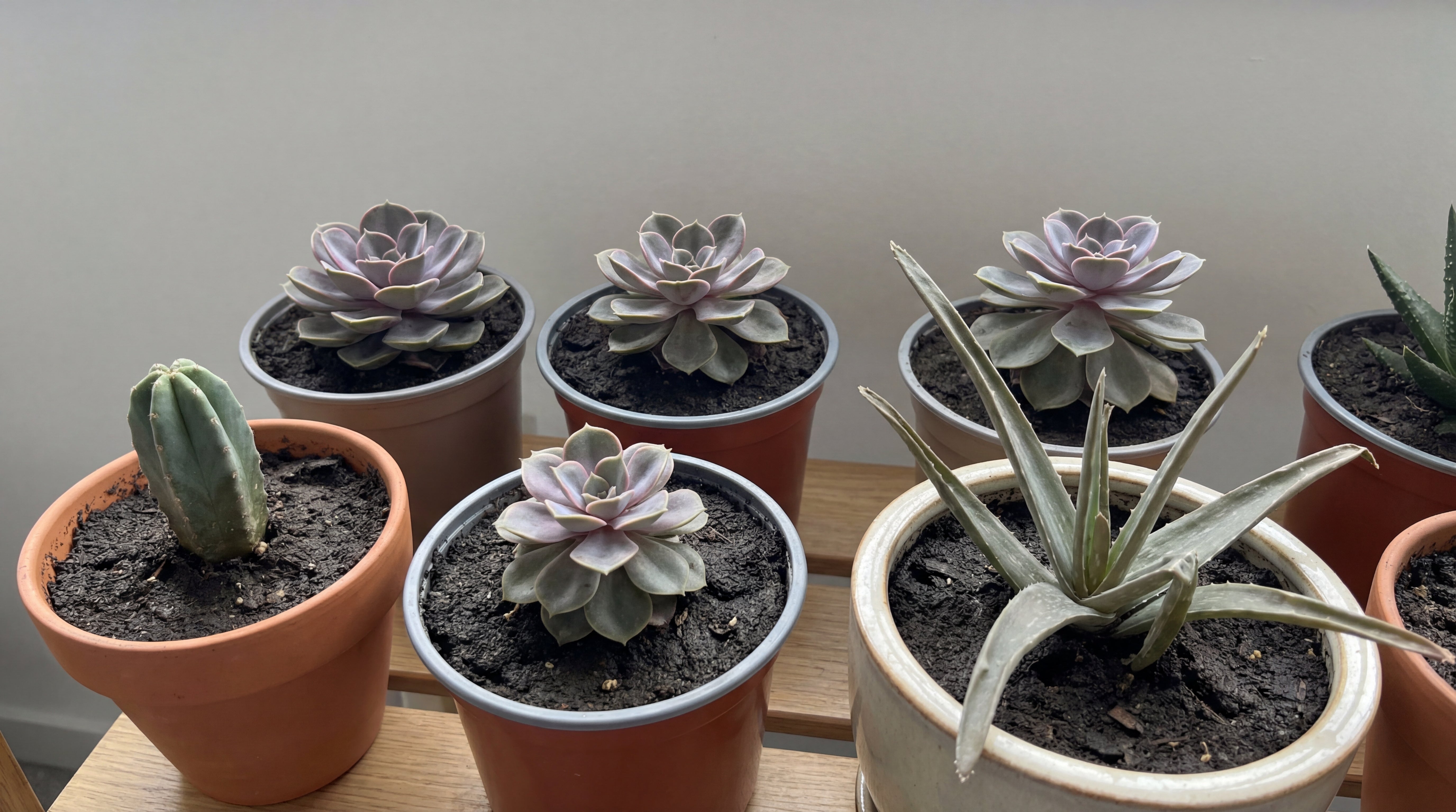 Mehrere Sukkulenten in Töpfen mit dunkler, verdichteter Erde als Beispiel für ungünstiges Substrat