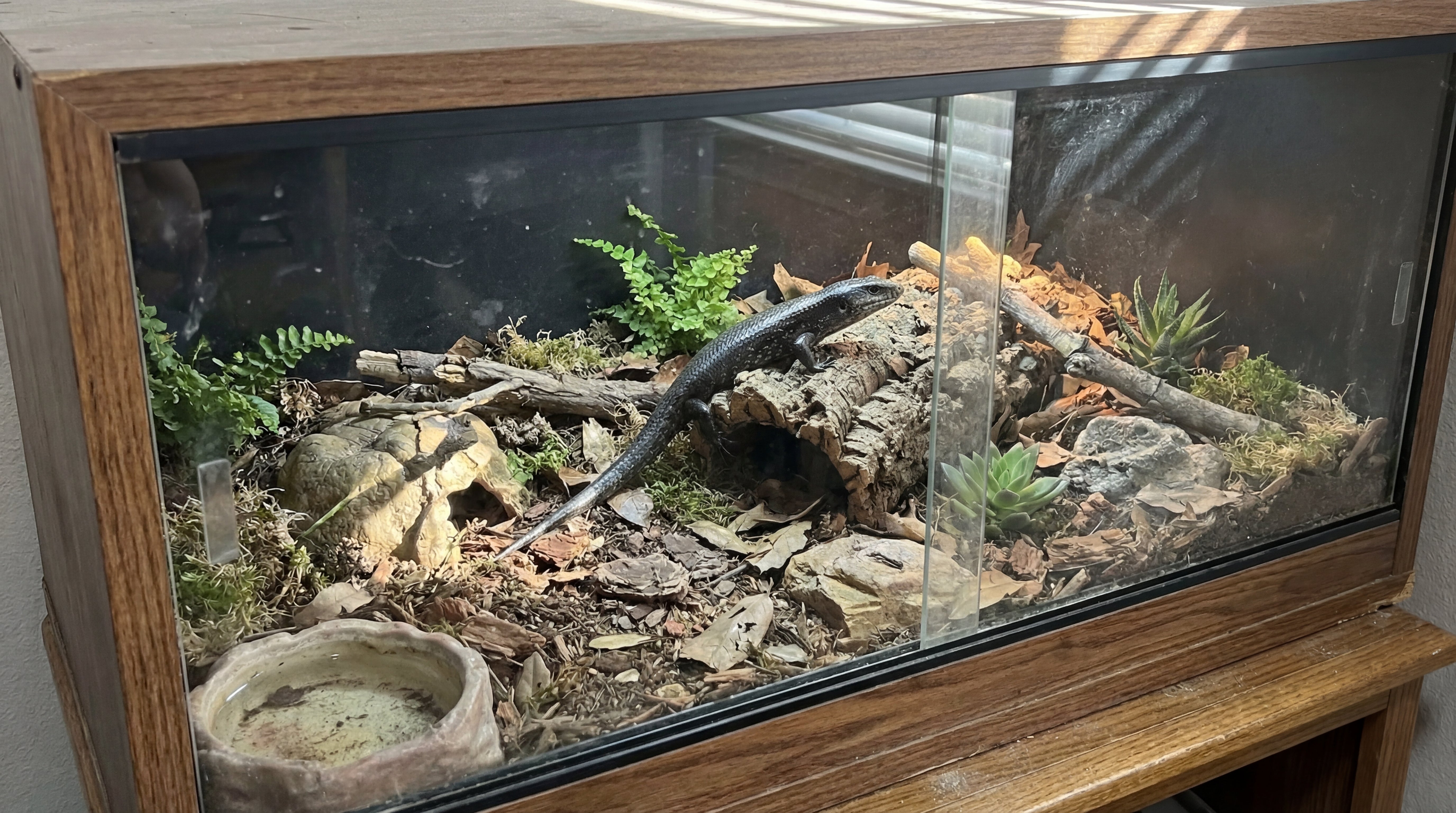 Artgerecht eingerichtetes Reptilien-Terrarium mit grabfähigem Bodensubstrat und Naturmaterialien