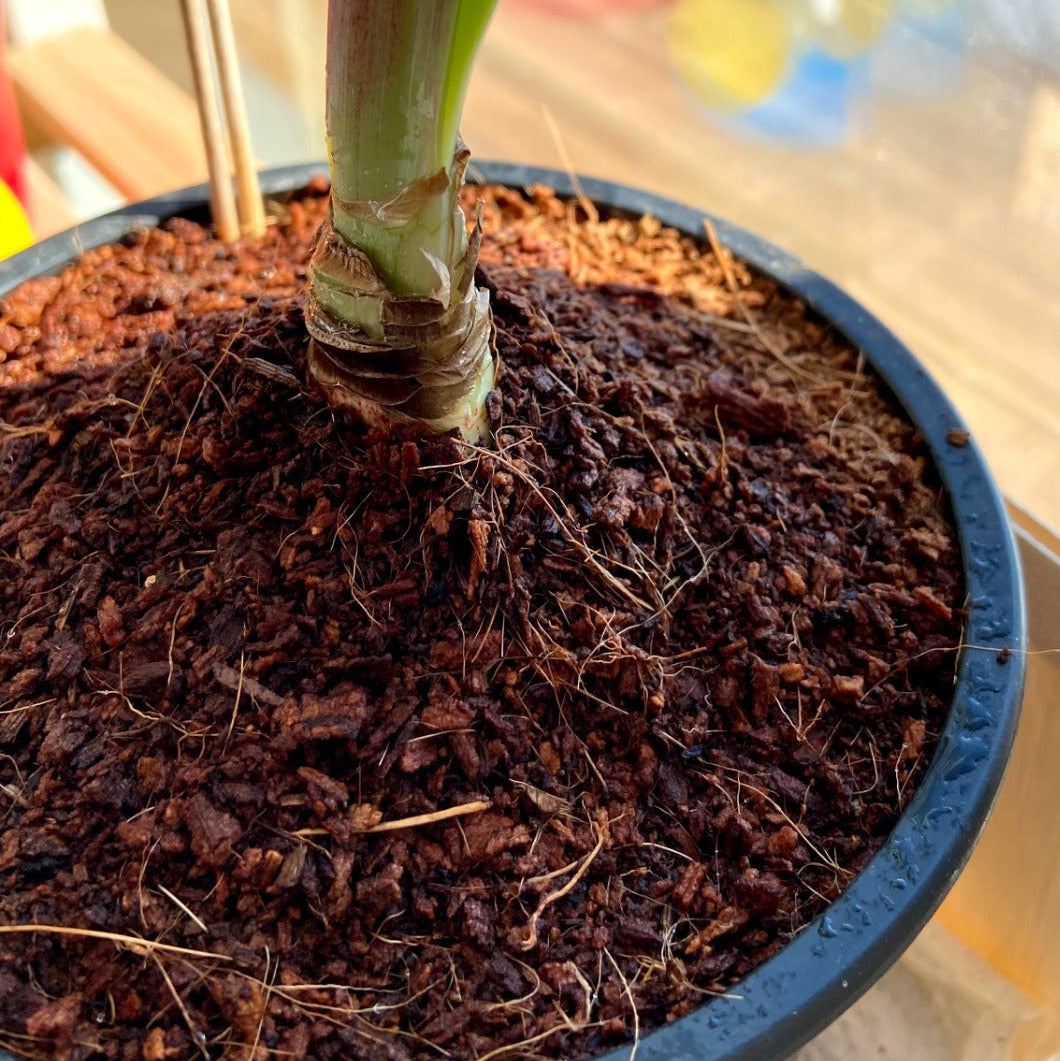 Detailansicht einer Topfpflanze mit gesunder Erdstruktur am Wurzelansatz für stabiles Pflanzenwachstum