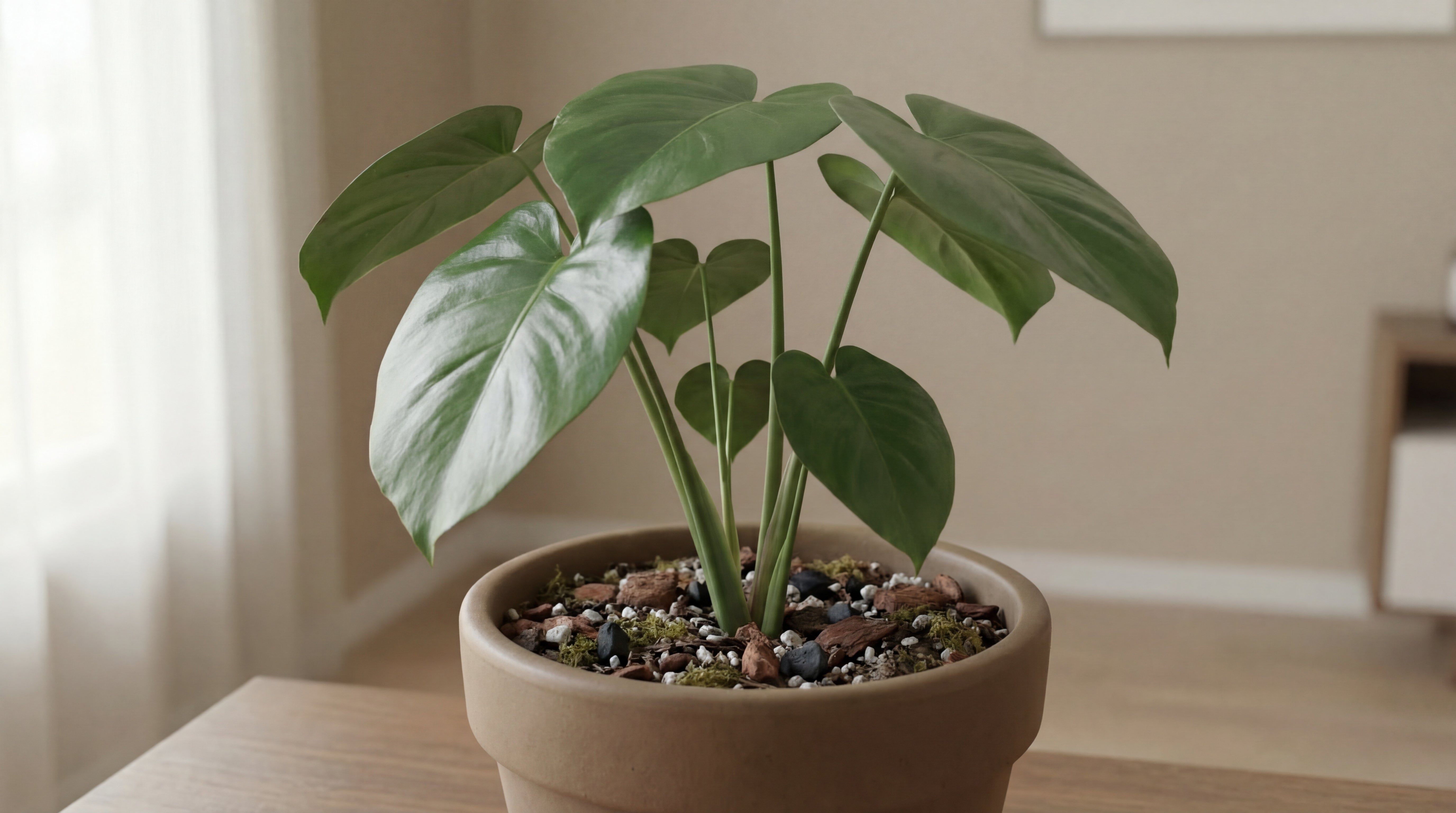 Grüne Zimmerpflanze in einem Tontopf mit sichtbarer Drainageschicht aus Rindenstücken, Steinen und Substrat auf einem Tisch.