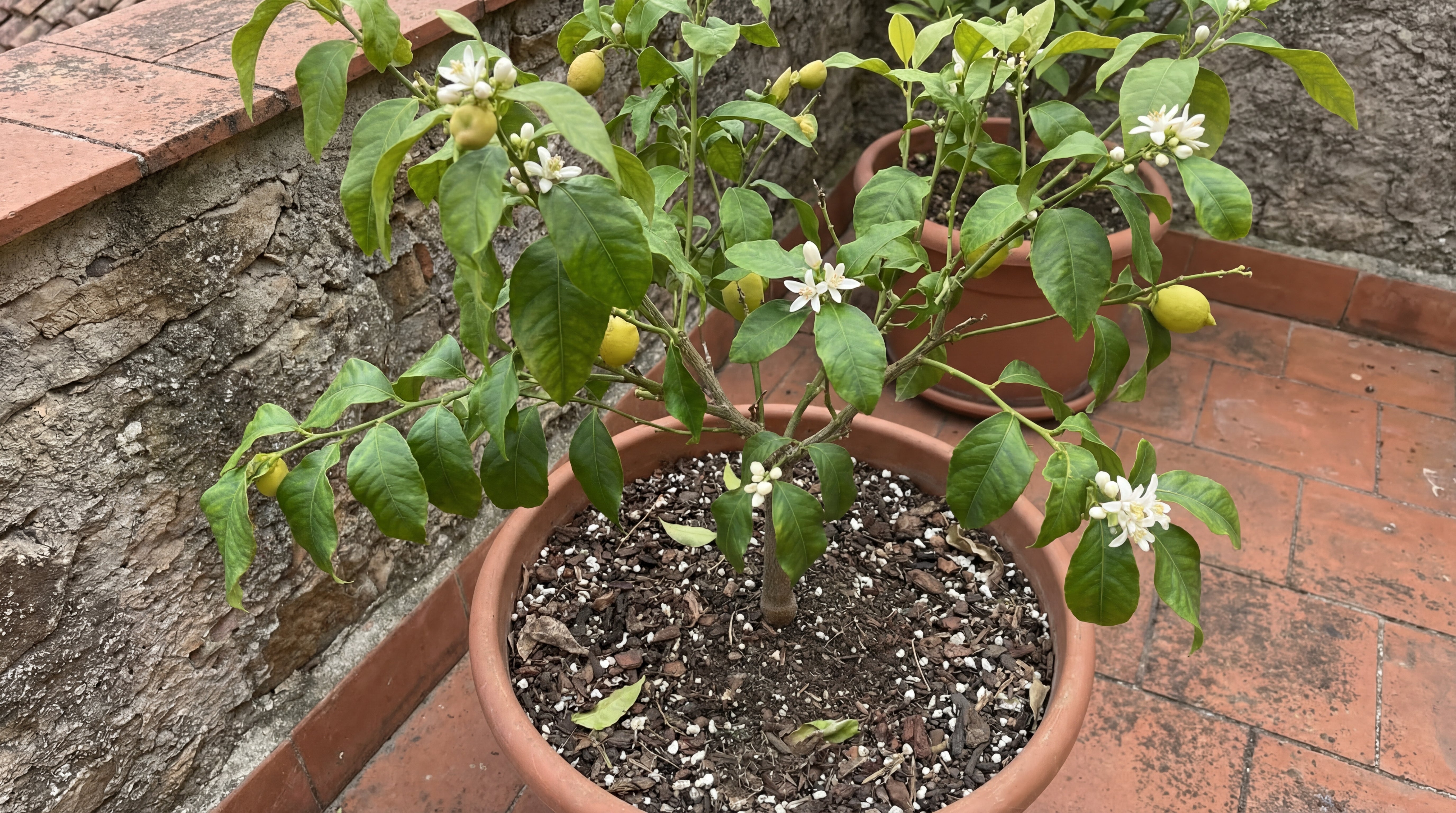 Zitronenbaum im Tontopf mit weißen Blüten und lockerer, strukturierter Erde mit sichtbaren Perlite-Anteilen.