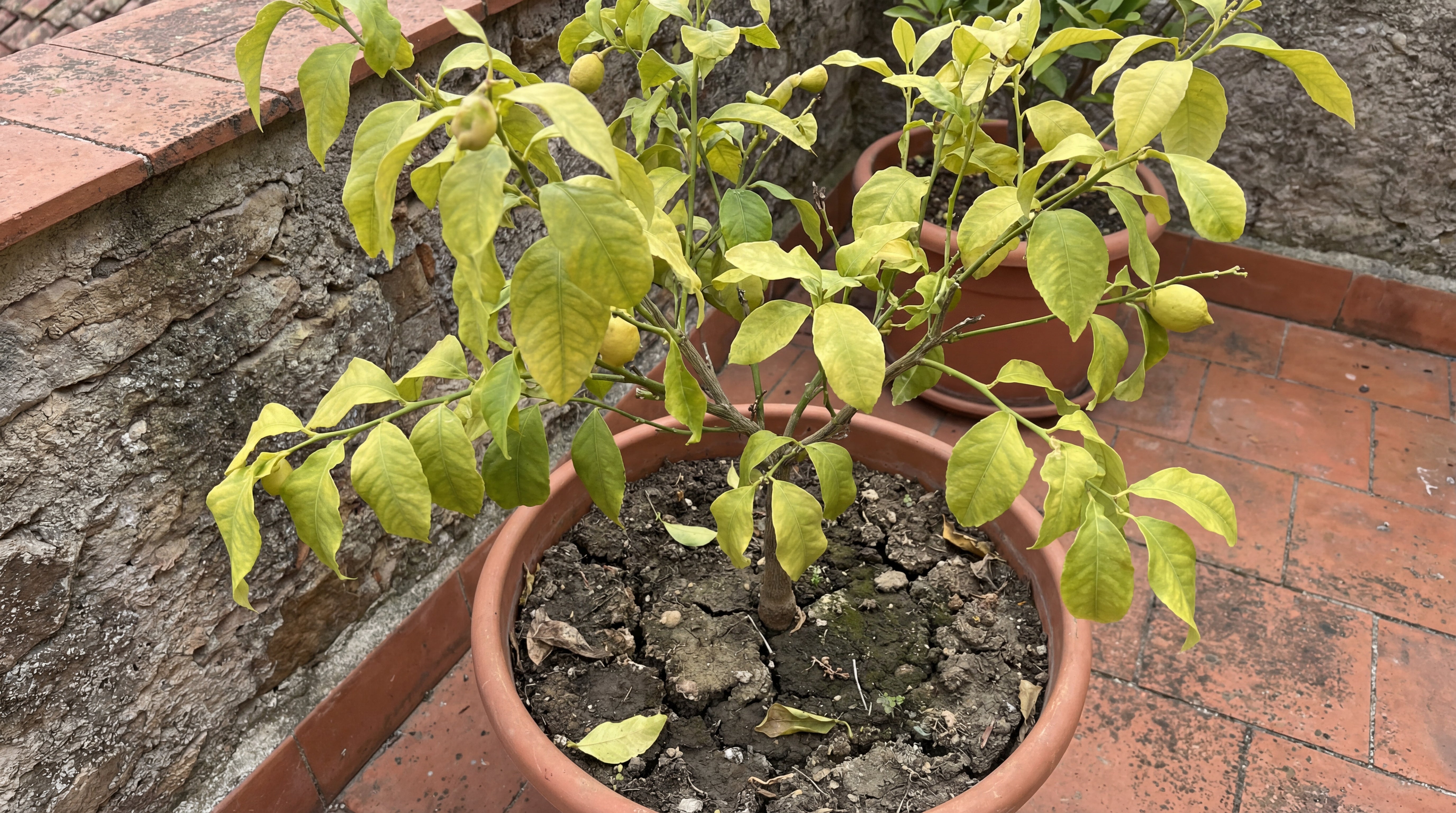 Zitronenbaum im Tontopf mit deutlich vergilbten Blättern und trockener Erde als Beispiel für Nährstoffmangel.