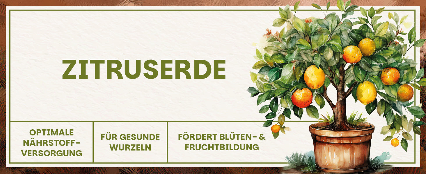 Banner mit Schriftzug Zitruserde, Vorteilen zur Nährstoffversorgung, Wurzelgesundheit und Fruchtbildung sowie Illustration eines Zitronenbaums im Tontopf